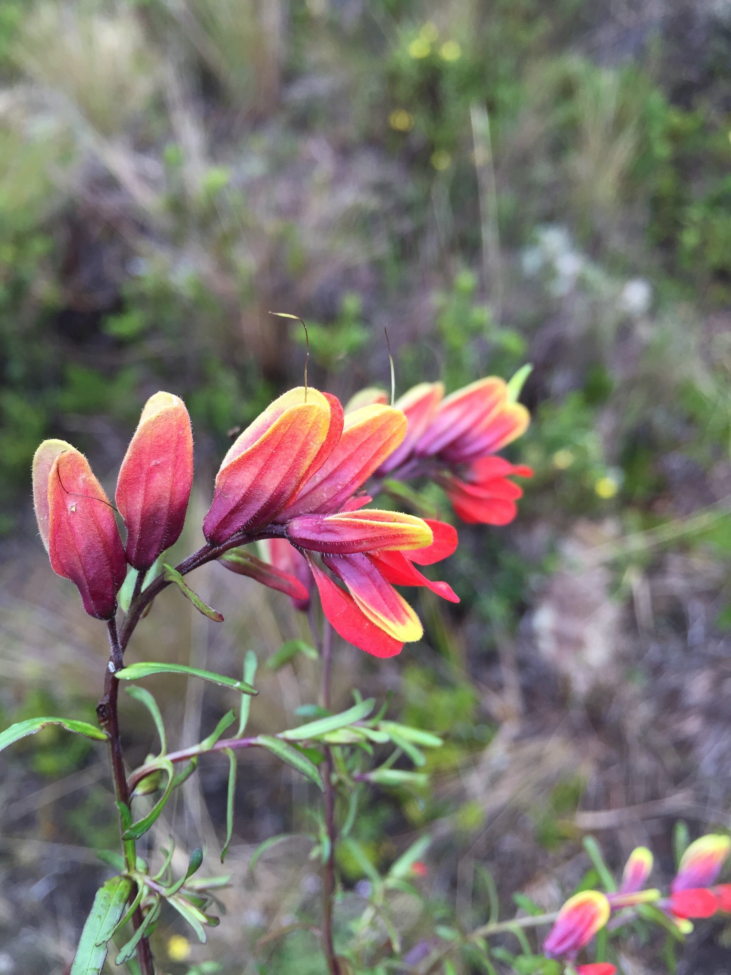 Orobanchaceae—Castilleja sp. 