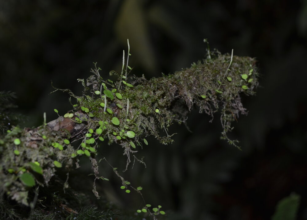 Piperaceae—Peperomia sp. 