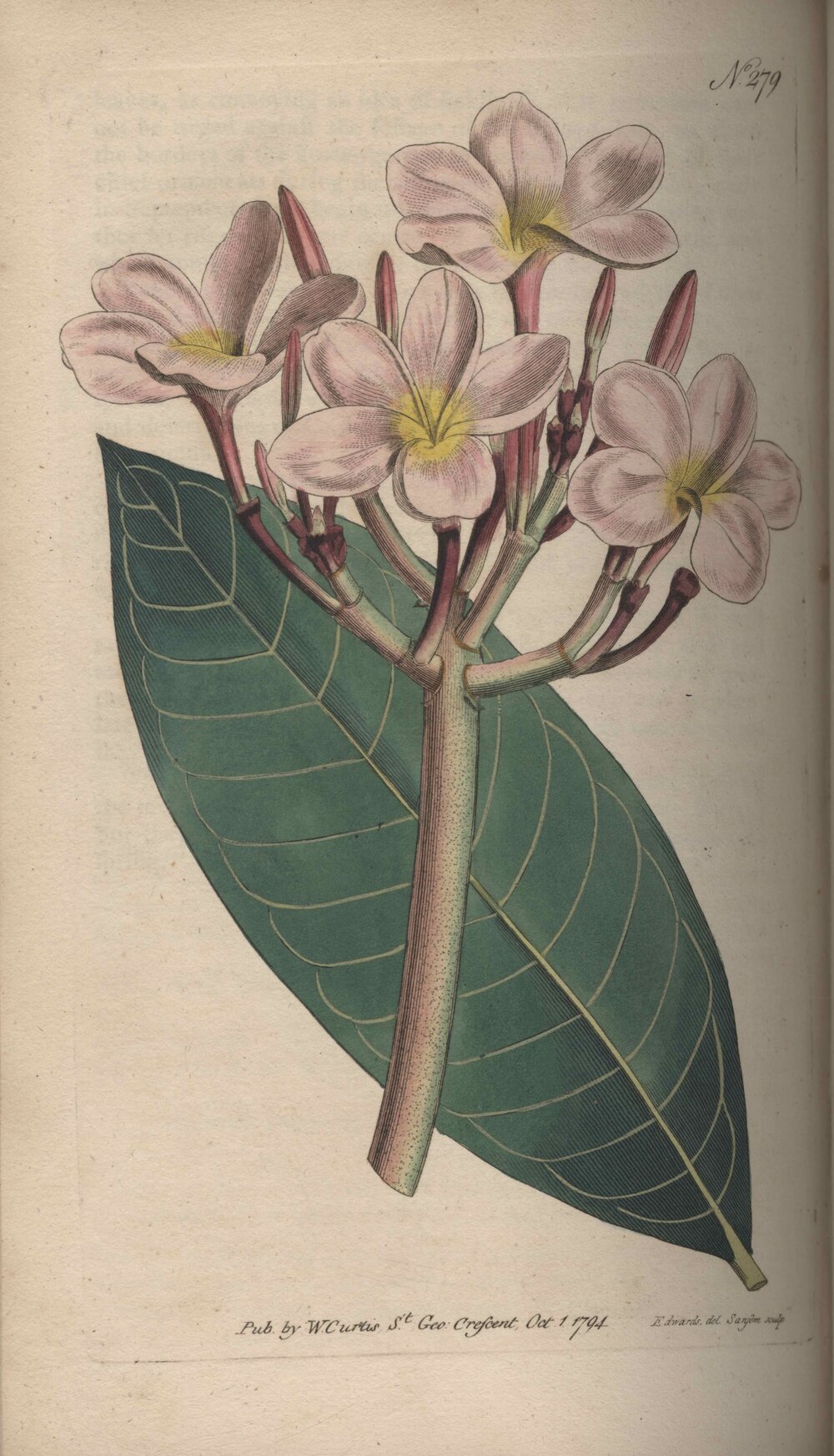 Plumeria rubra t. 279 (Curtis, 1794)