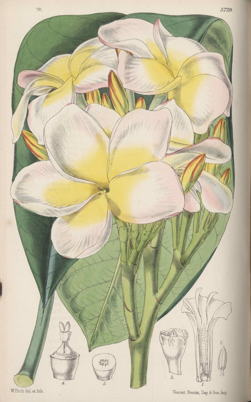Plumeria lutea Ruiz & Pav. t. 5779 (Hooker, 1869)