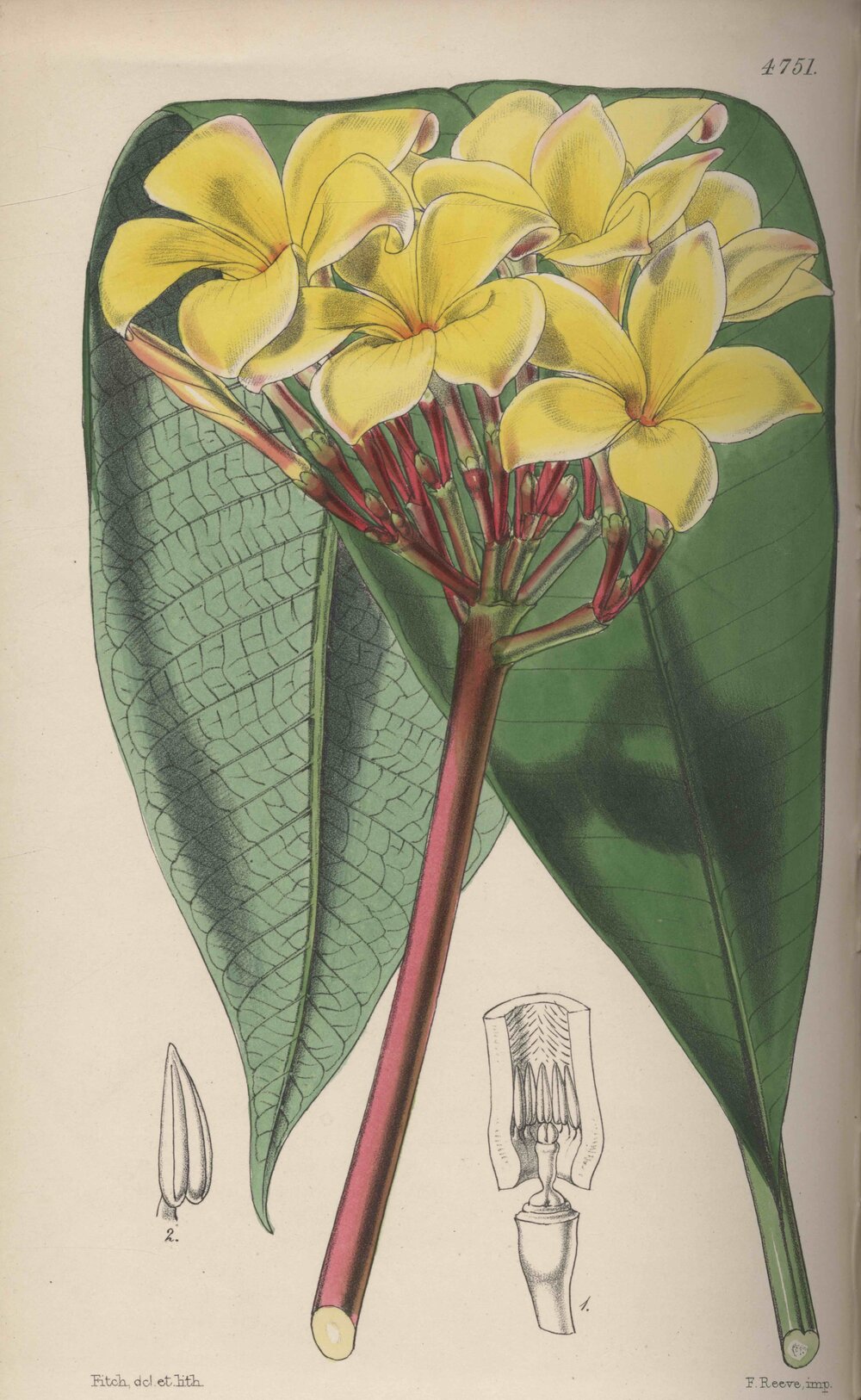 Plumieria Jamesoni Hook. t. 4751 (Hooker, 1853)