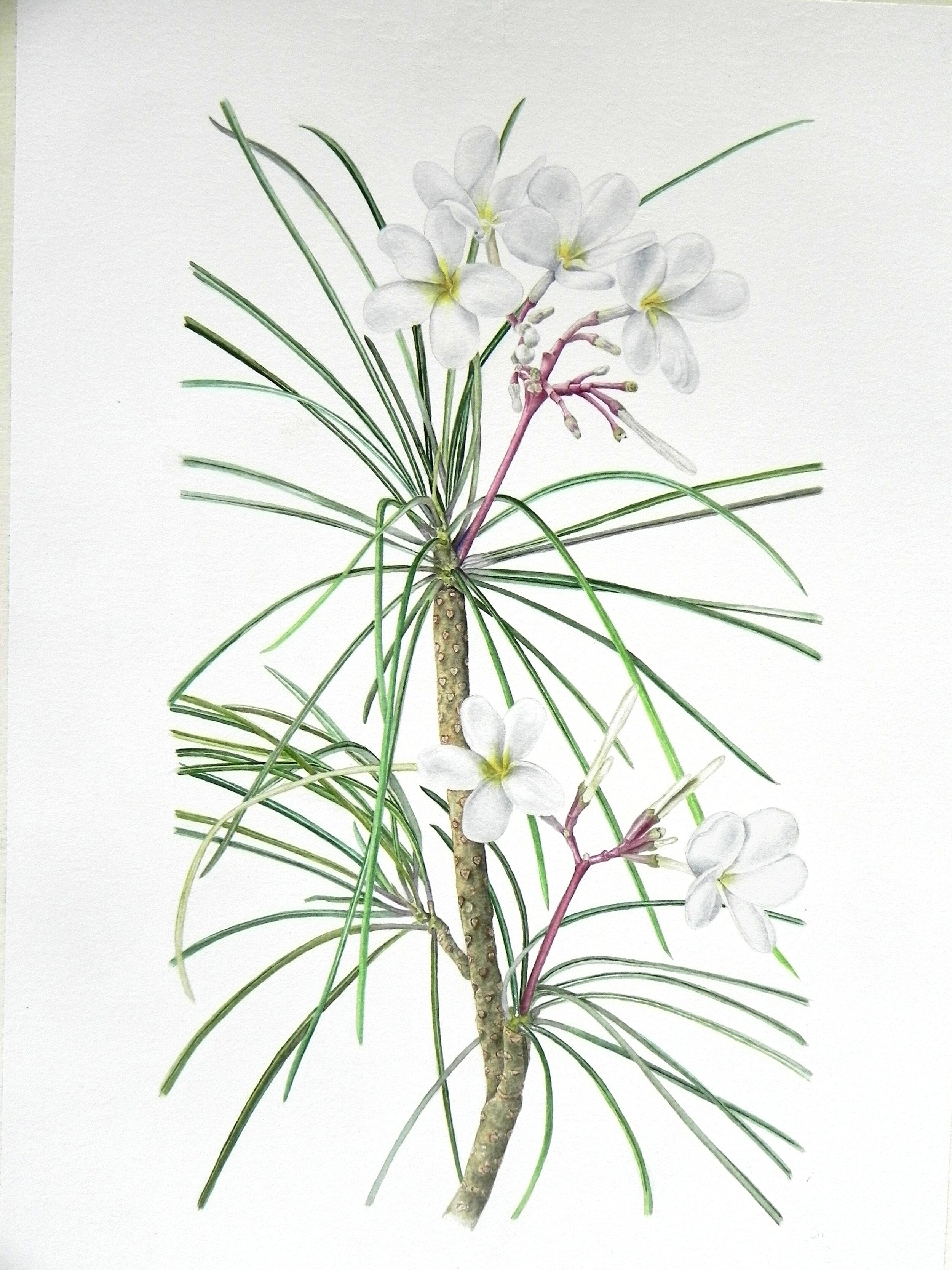 Plumeria filifolia Griesb. t. 936 (Tiernan et al. 2020)