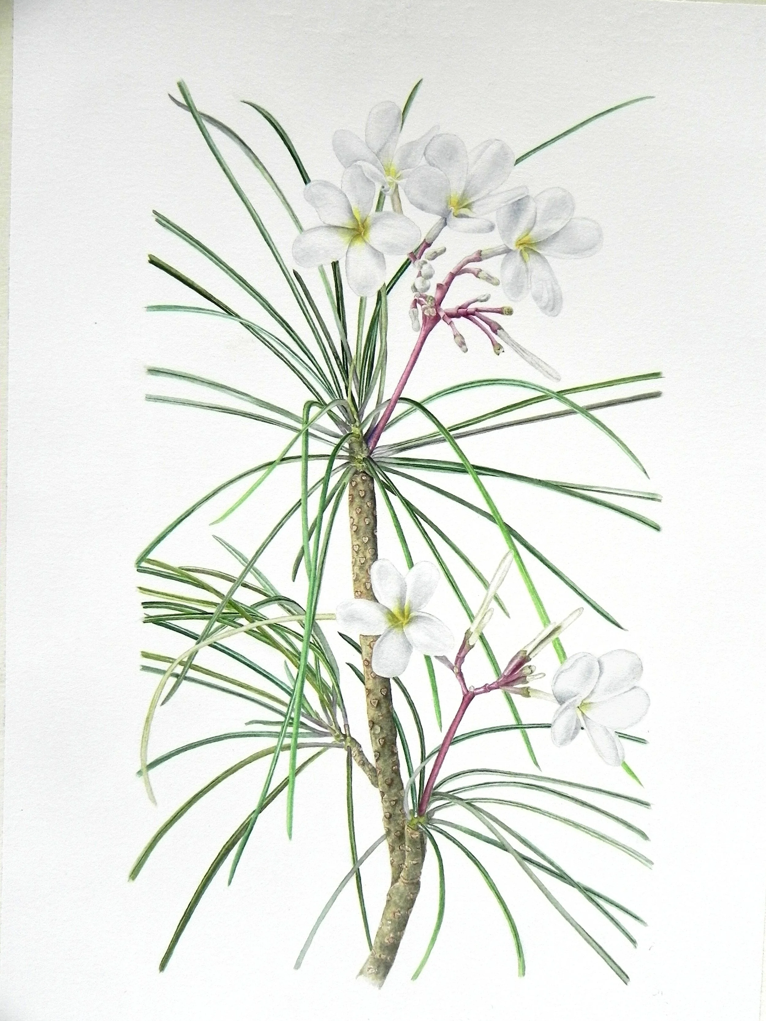 Plumeria in Curtis’s Botanical Magazine