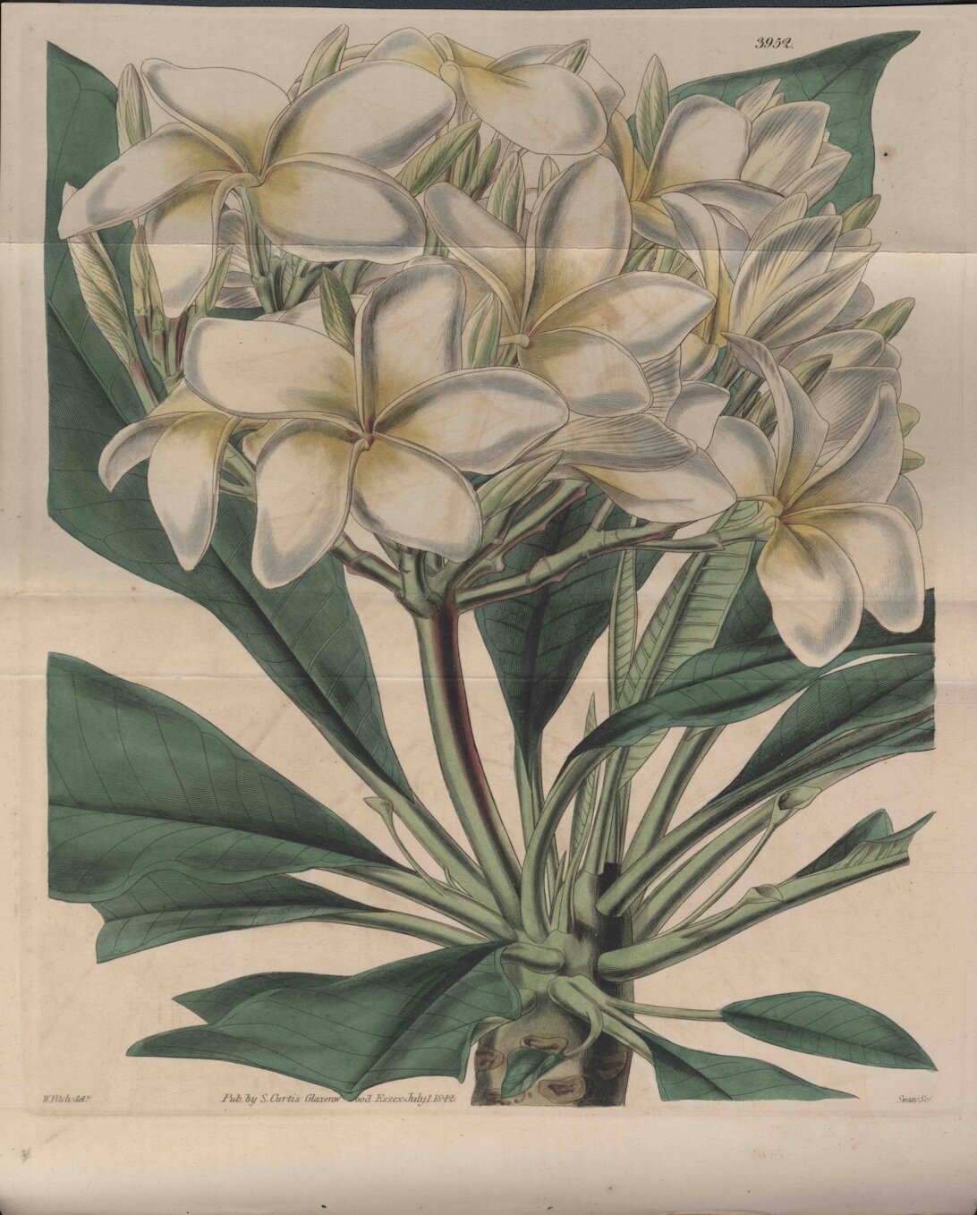 Plumieria acuminata W.T. Aiton t. 3952 (Hooker, 1842)