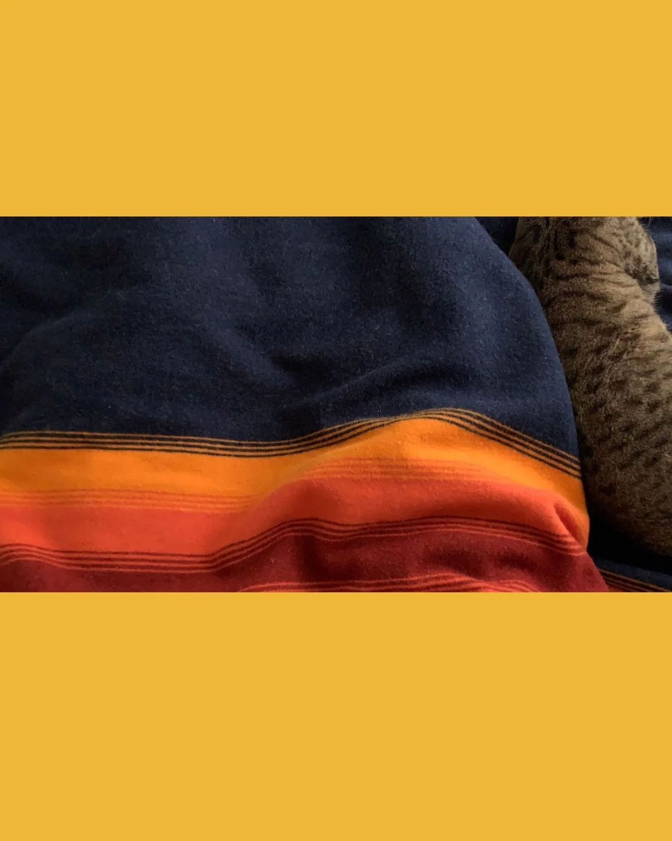 One final moment of stillness. A family portrait before the big move - dedicated to the cat that never cuddles and is going to have some opinions on being in a Uhaul for most of next week.