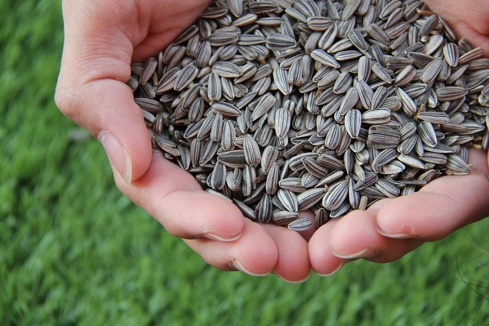 sunflower-seed-1213766_960_720.jpg