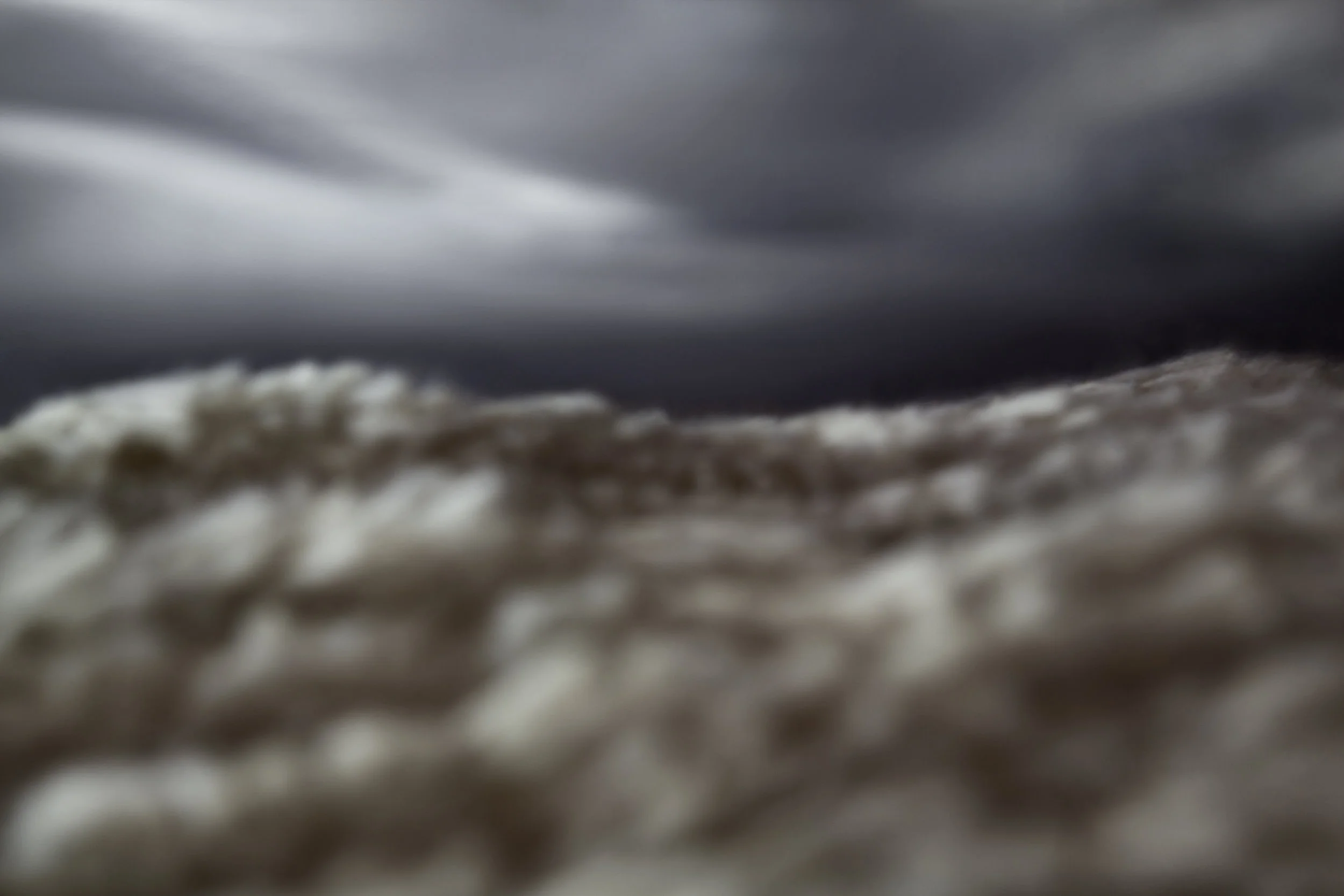 wheatfield.jpg