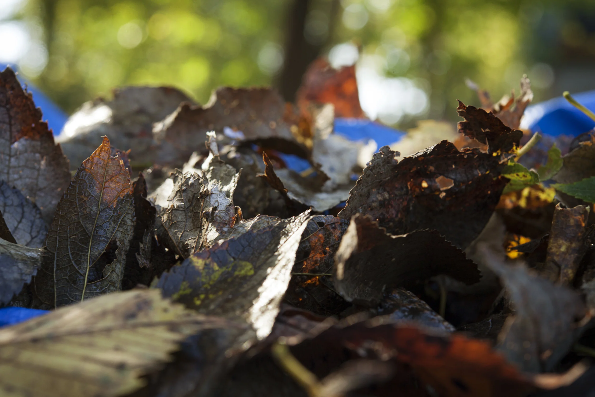 _MG_8275.jpg