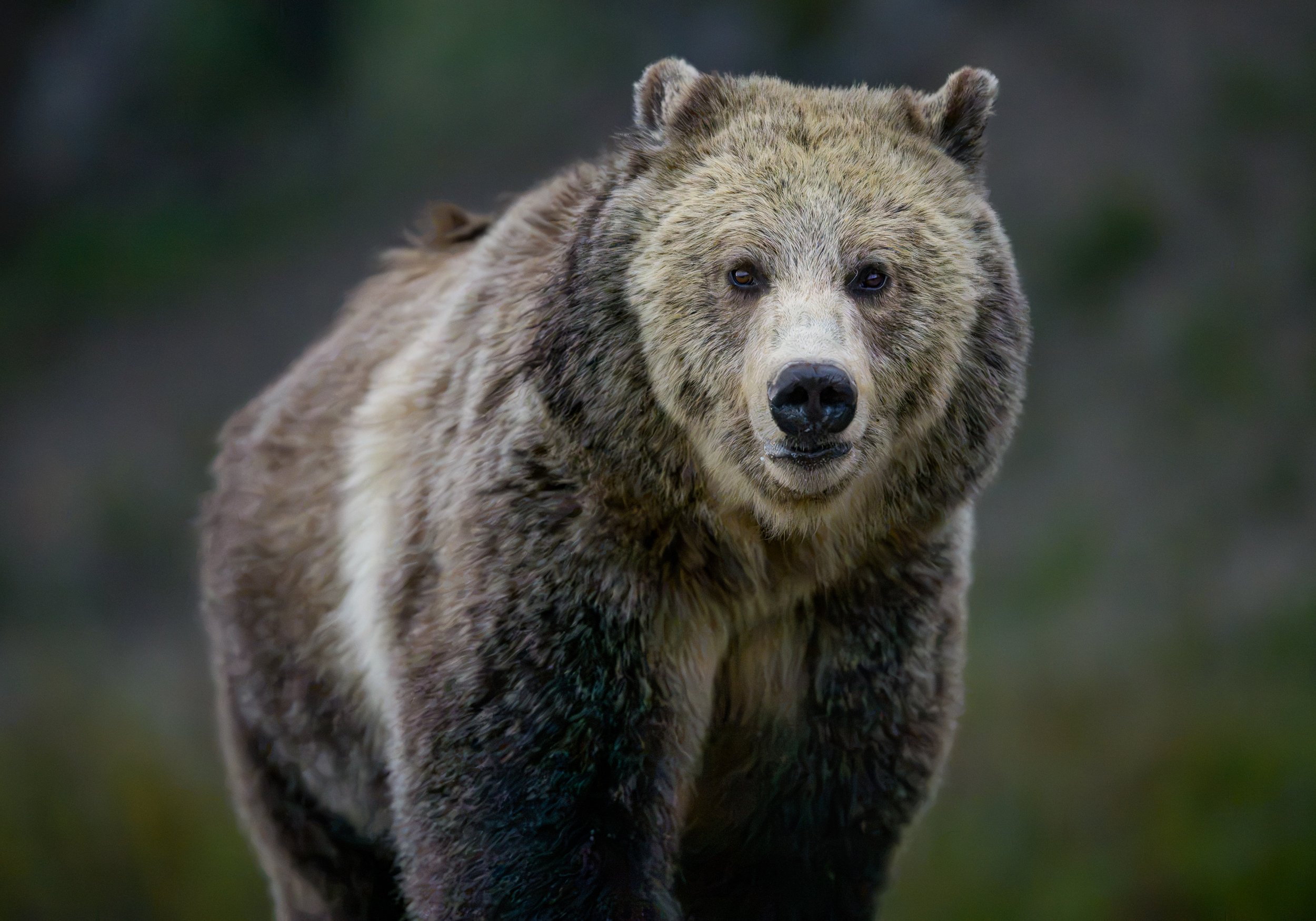  Grizzly Bear “Snow” in Yellowstone National Park 