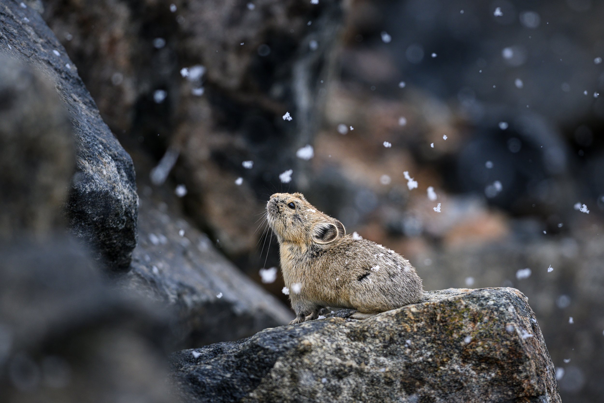  Beartooth Pika in the spring Snow 