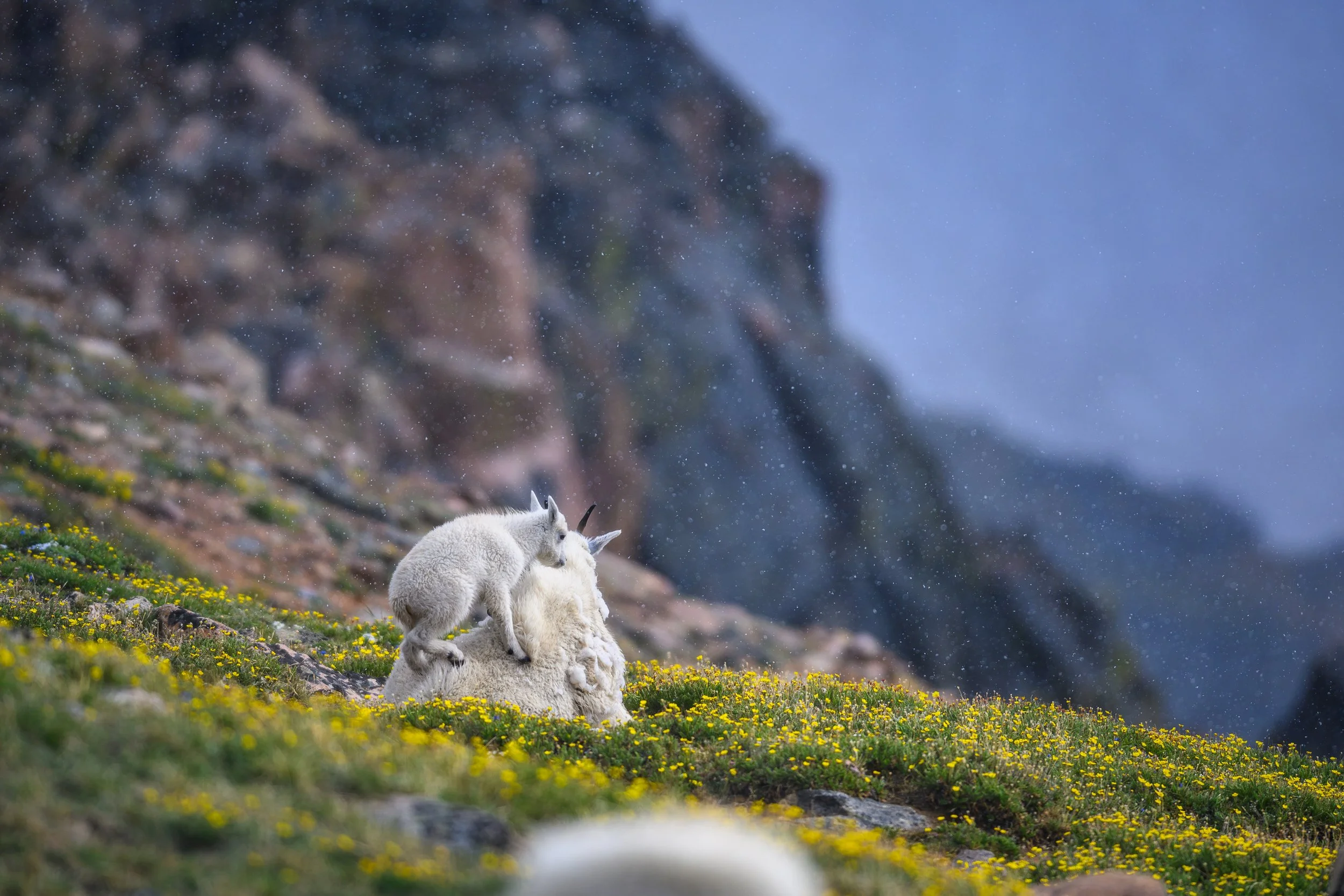  Mountain Goat kid standing on mom among the wildflowers of Beartooth Pass as a summer snowstorm starts. 