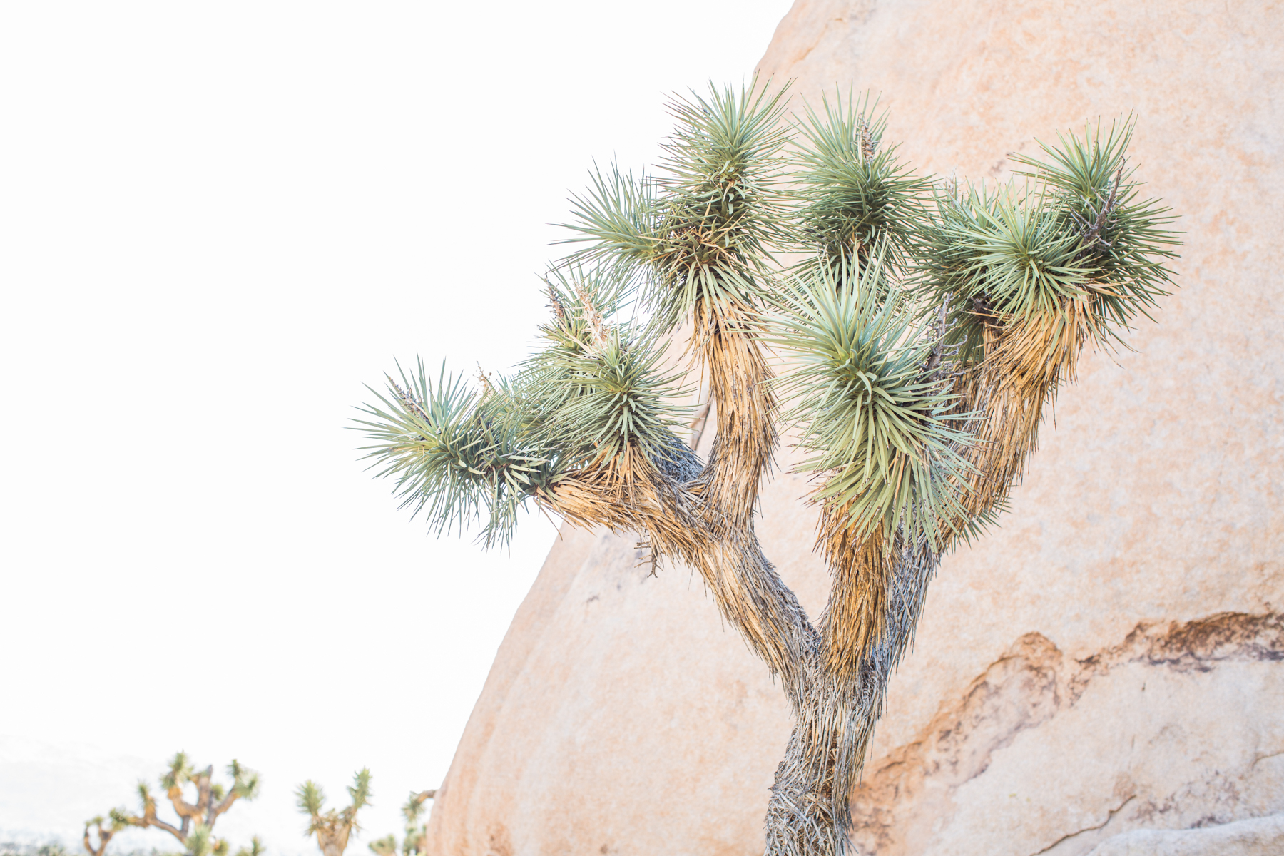 bohemian_joshua_tree_enagagement_session-1.jpg