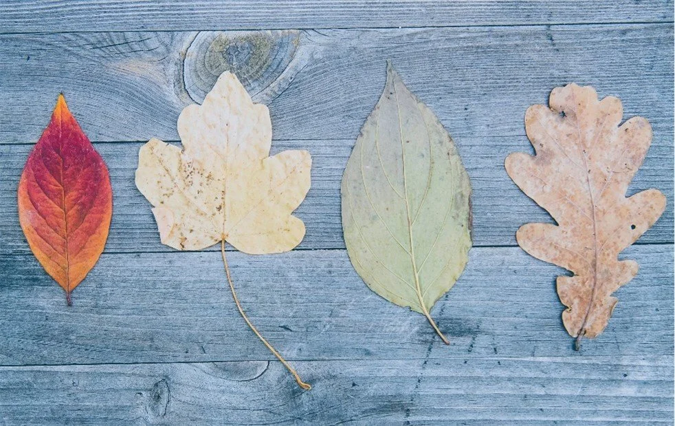 4 leaves on a board.jpg
