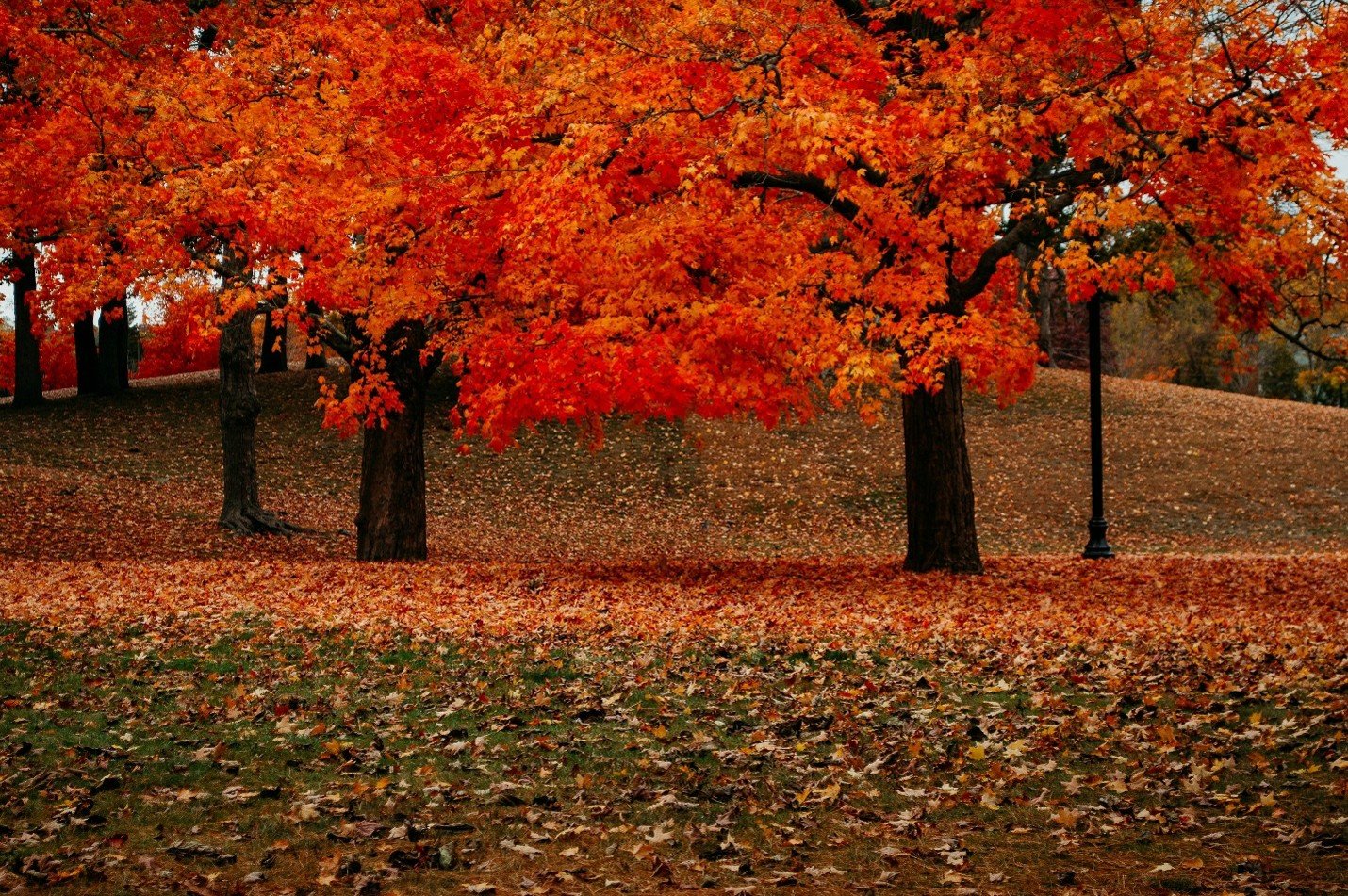 Red leaves two trees and ground unsplash.jpg