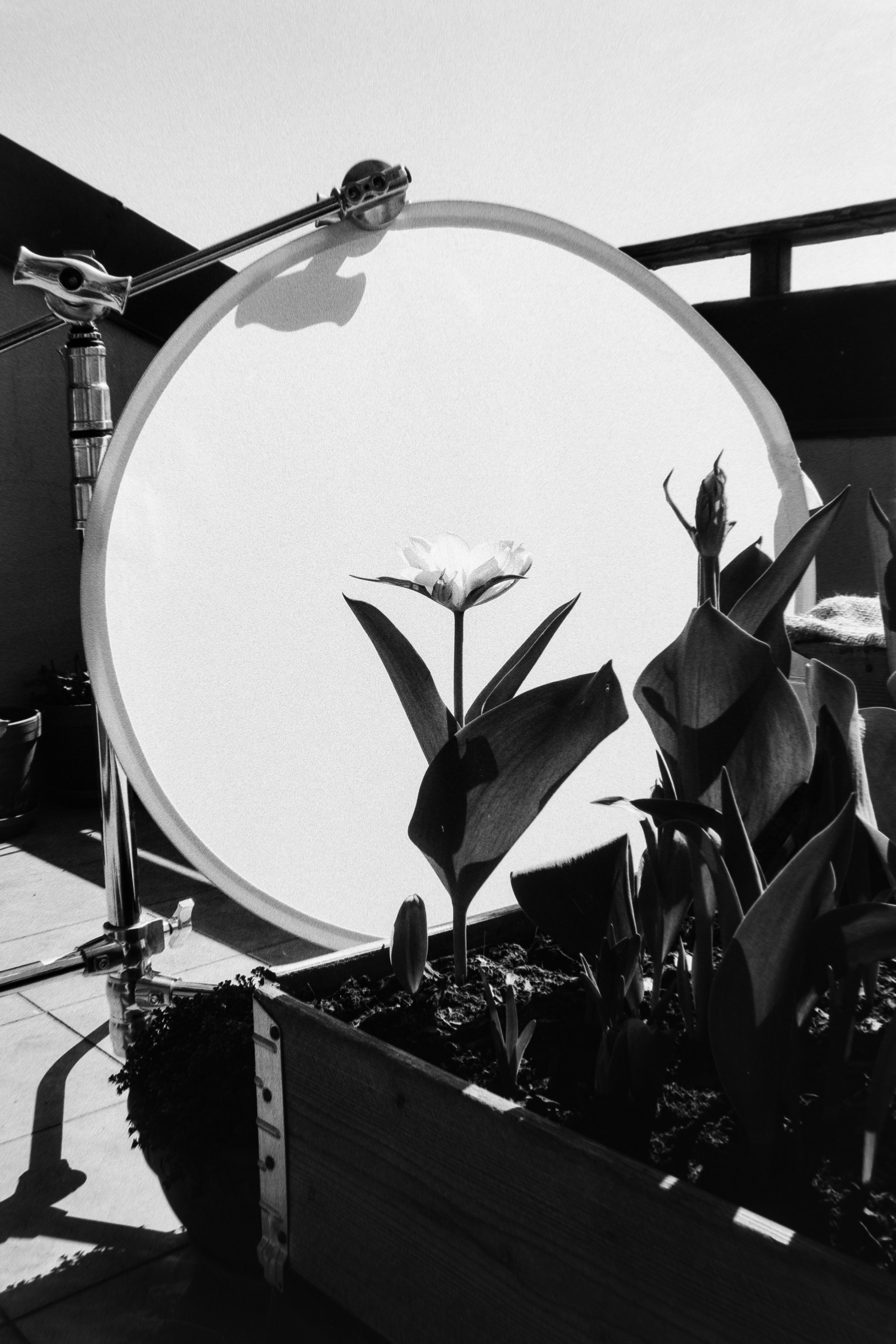 Tulip, April 20 2026 (Canon FTb, Kentmere 200)