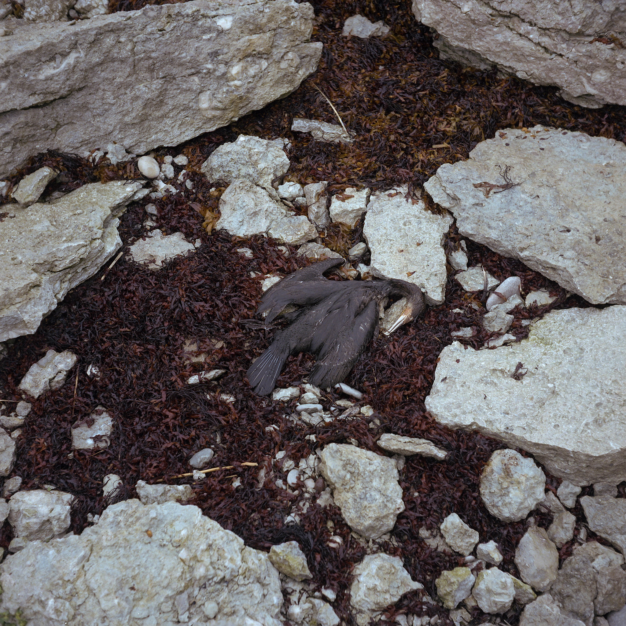 Gotland, September 8 2017 (Rolleicord 120mm, Kodak Portra 400)