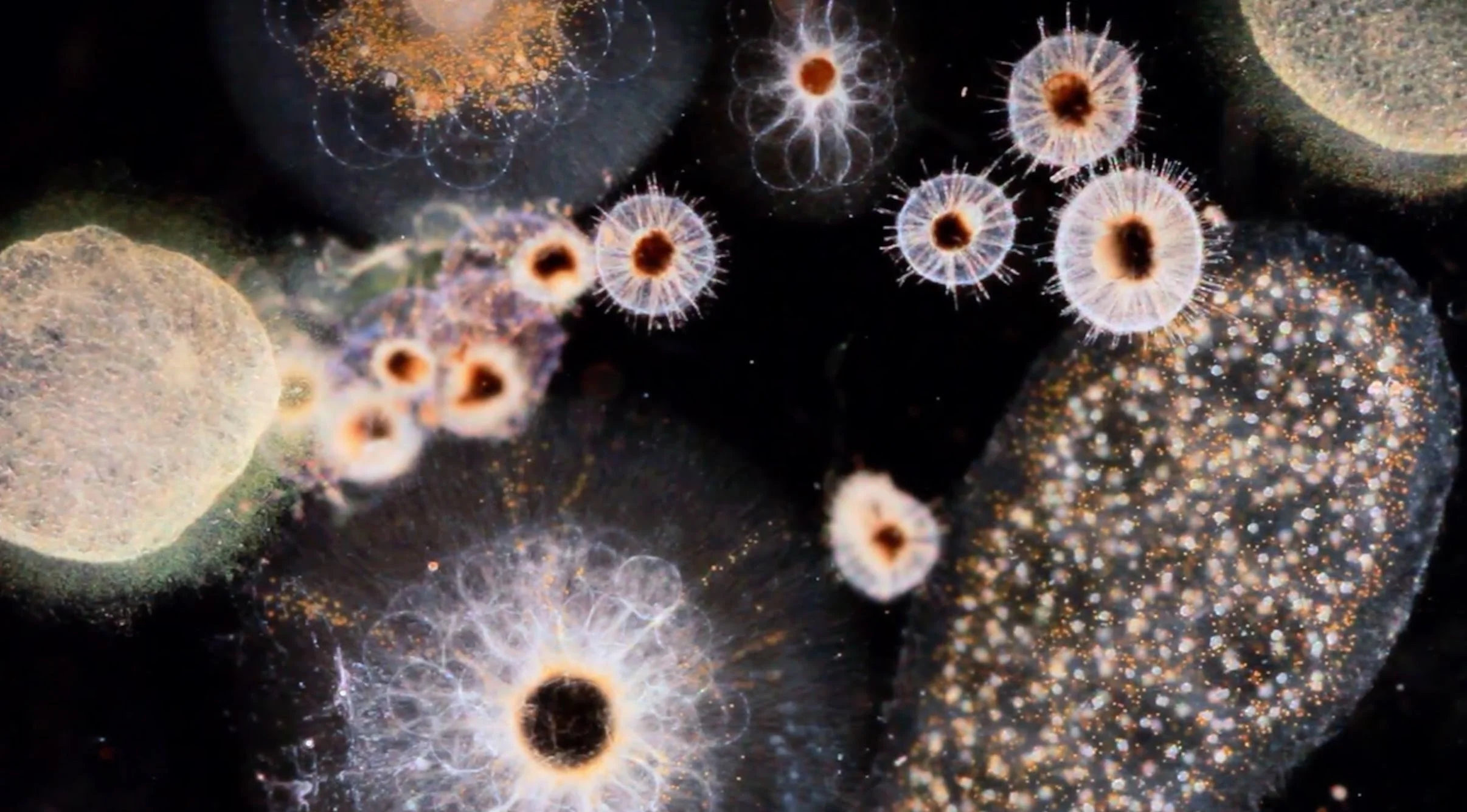 Still from the music video for "Manta Ray" by Anohni and J.Ralph