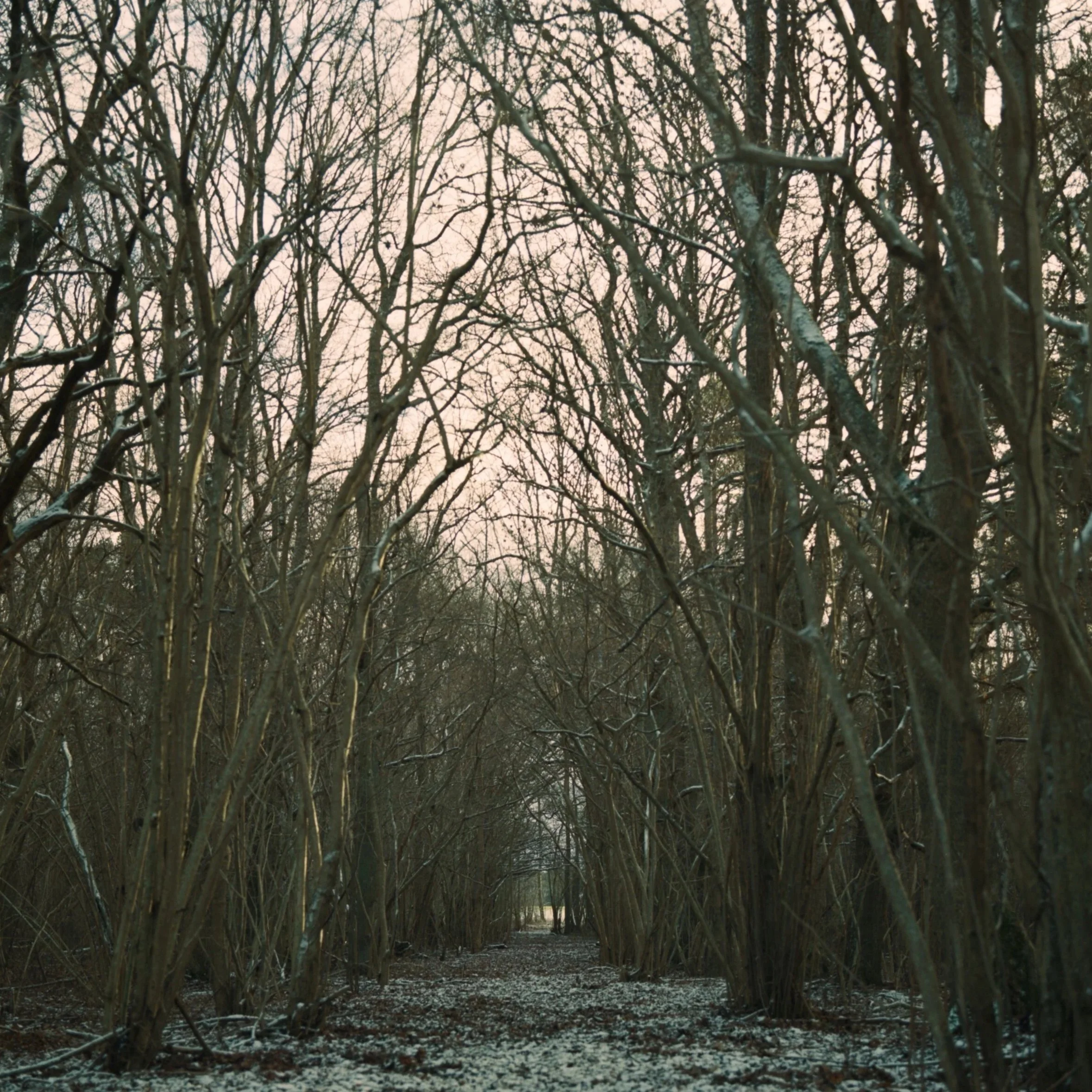 Gotland, December 28 2019 (Hasselblad 500 C/M, Kodak Portra 400) (Copy)