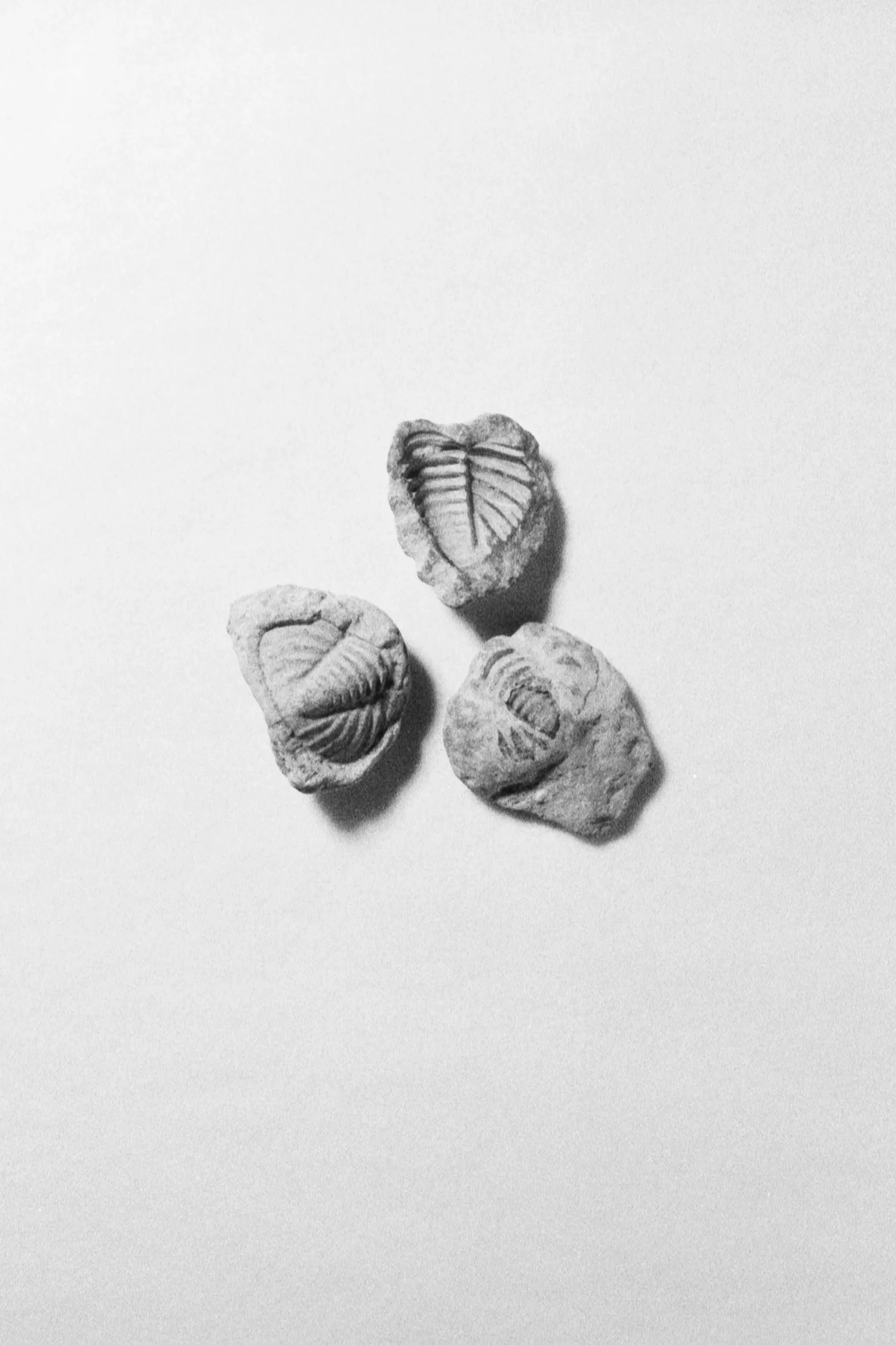 Trilobites, January 27 2026 (Canon FTb, Kentmere 400)