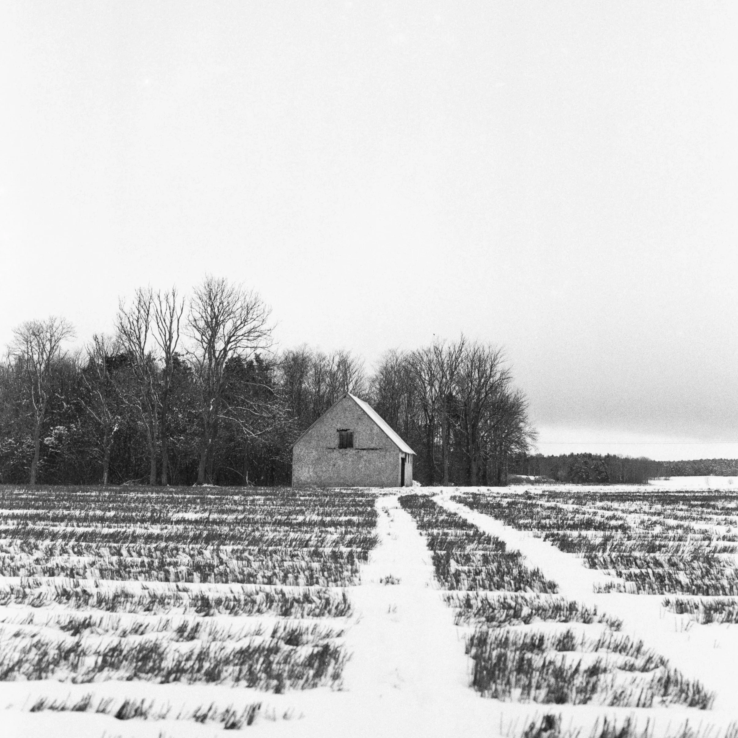 Snögrinde February 23 2026 (Hasselblad 500C/M, Kentmere 400)