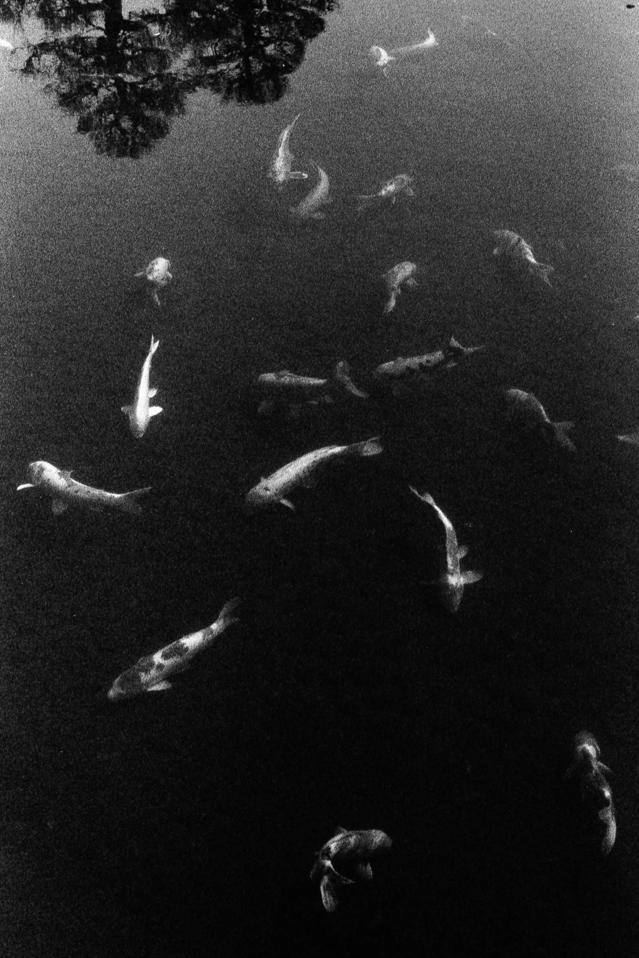 Koko-en Garden, March 21 2026 (Canon FTb, Kentmere 400)
