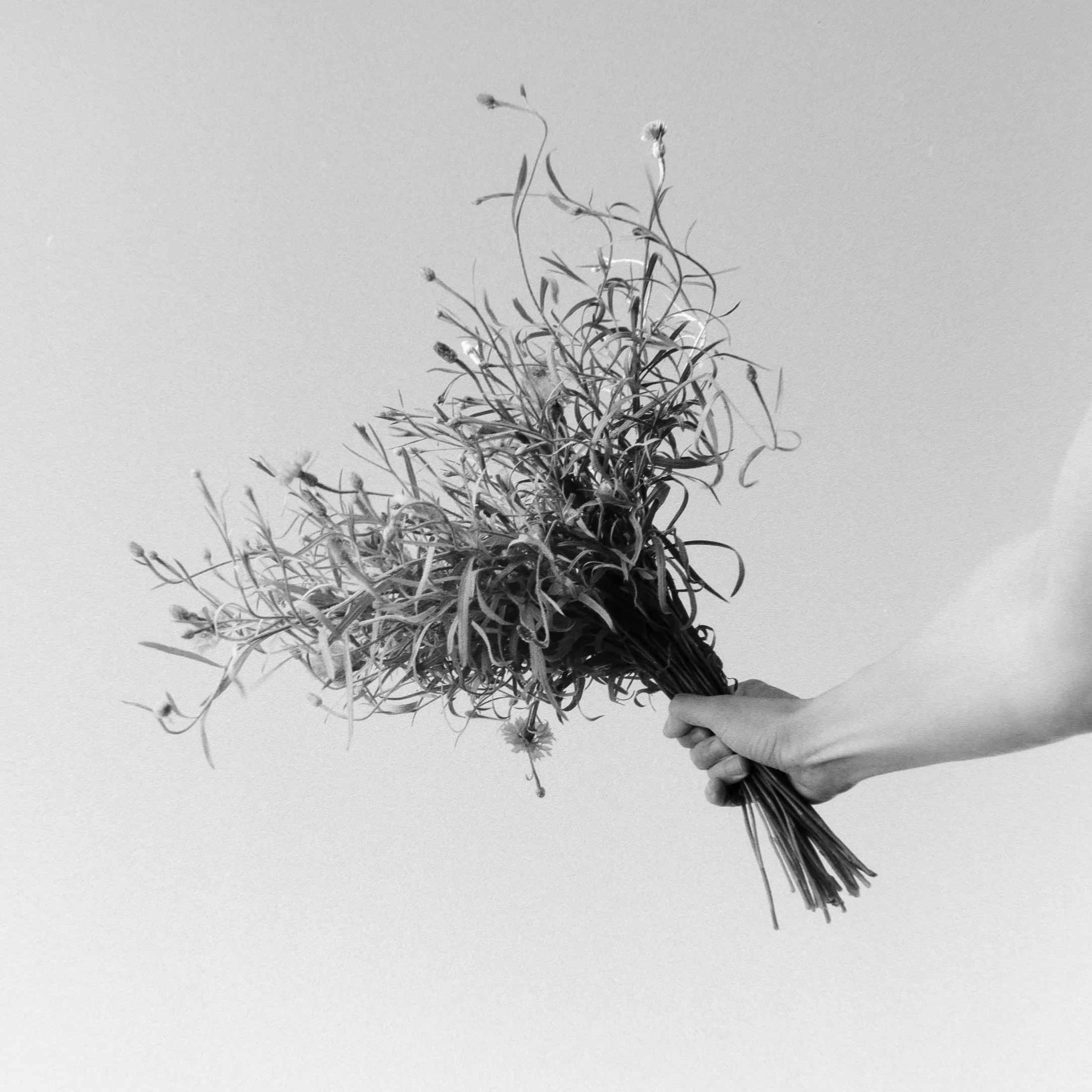 Cornflower, June 22 2026 (Hasselblad 500C/M, Kentmere 200)