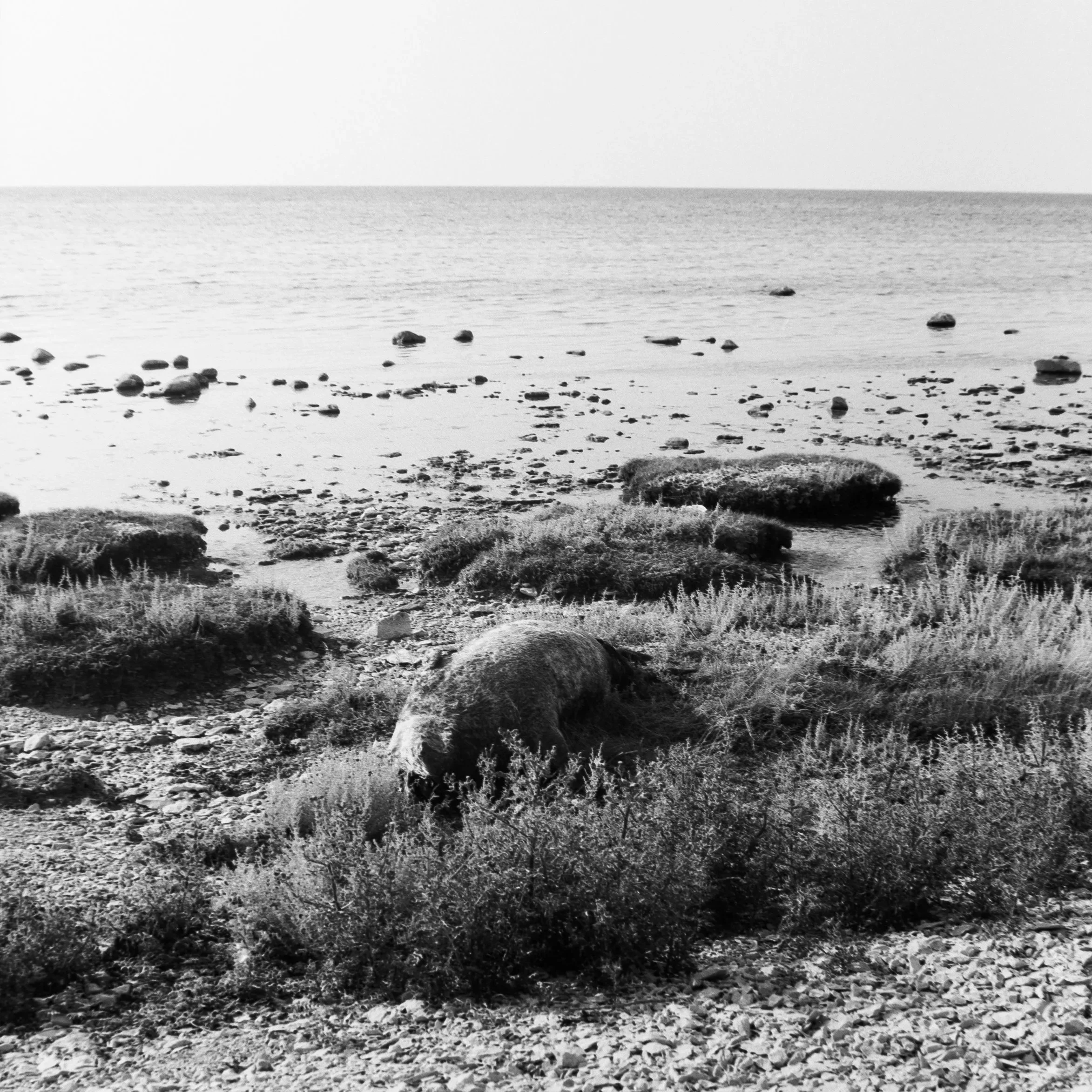 Seal carcass, July 16 2026 (Hasselblad 500C/M, Kentmere 200)