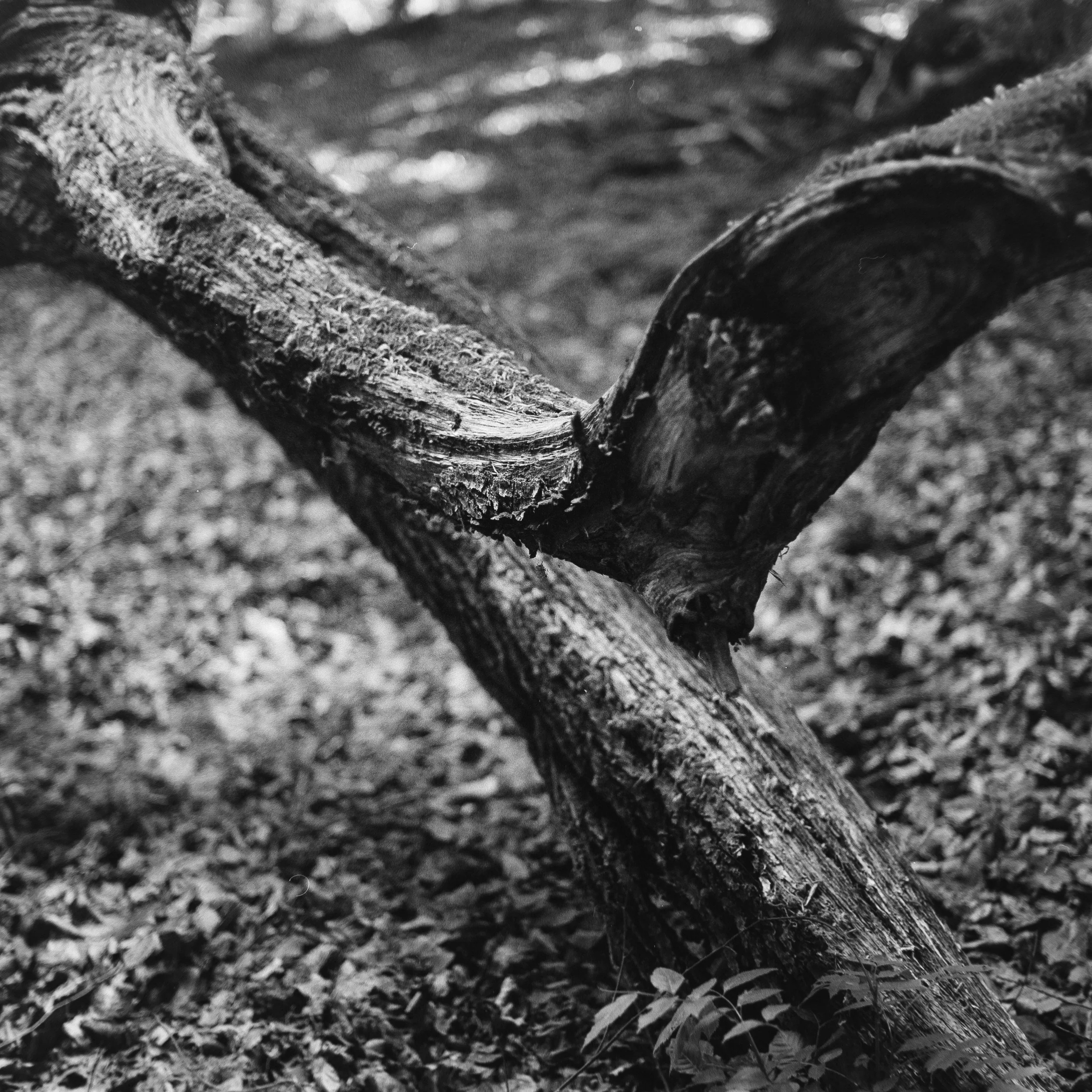 Wood, May 3 2026 (Hasselblad 500C/M, Kentmere 400)