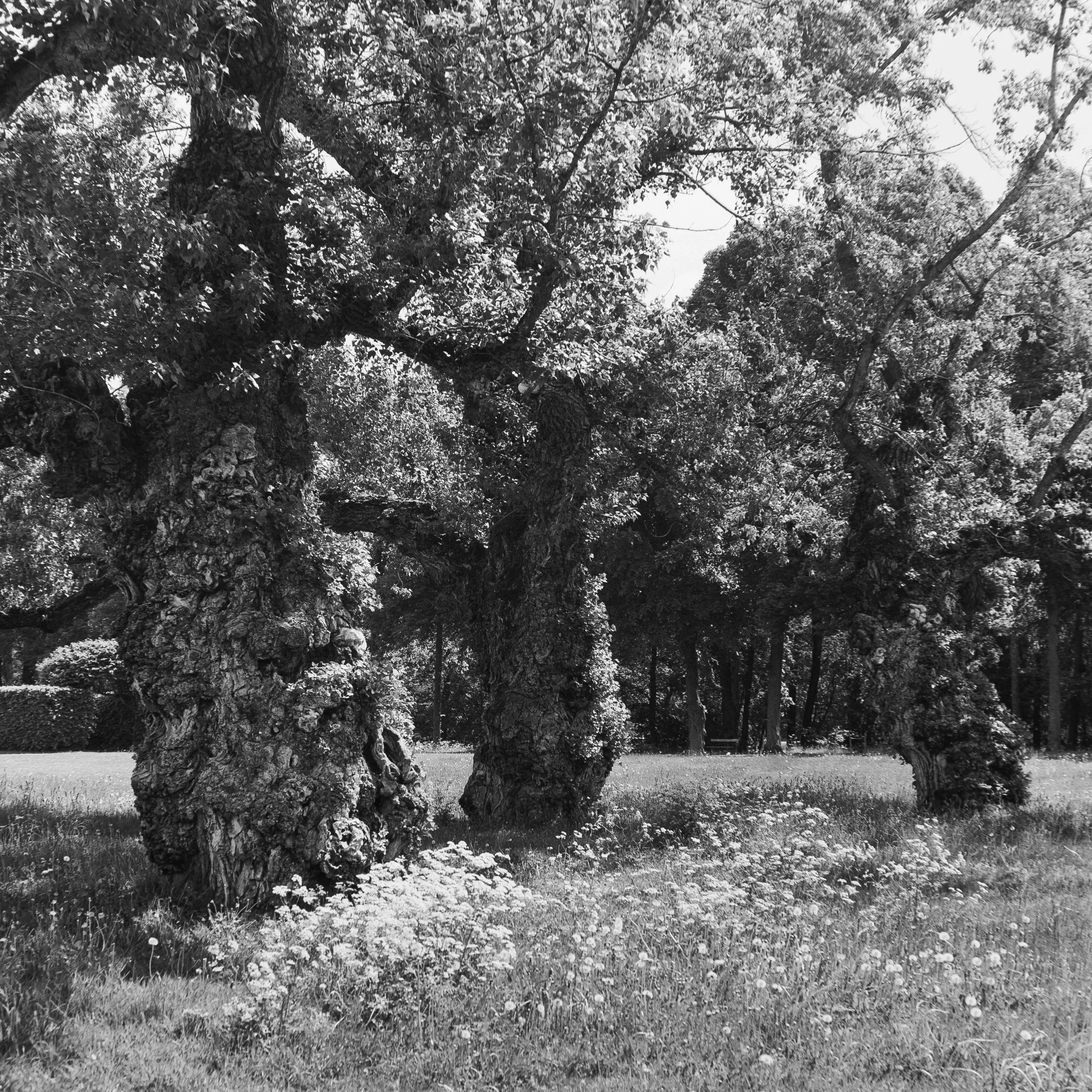 Oaks, May 3 2026 (Hasselblad 500C/M, Kentmere 400)