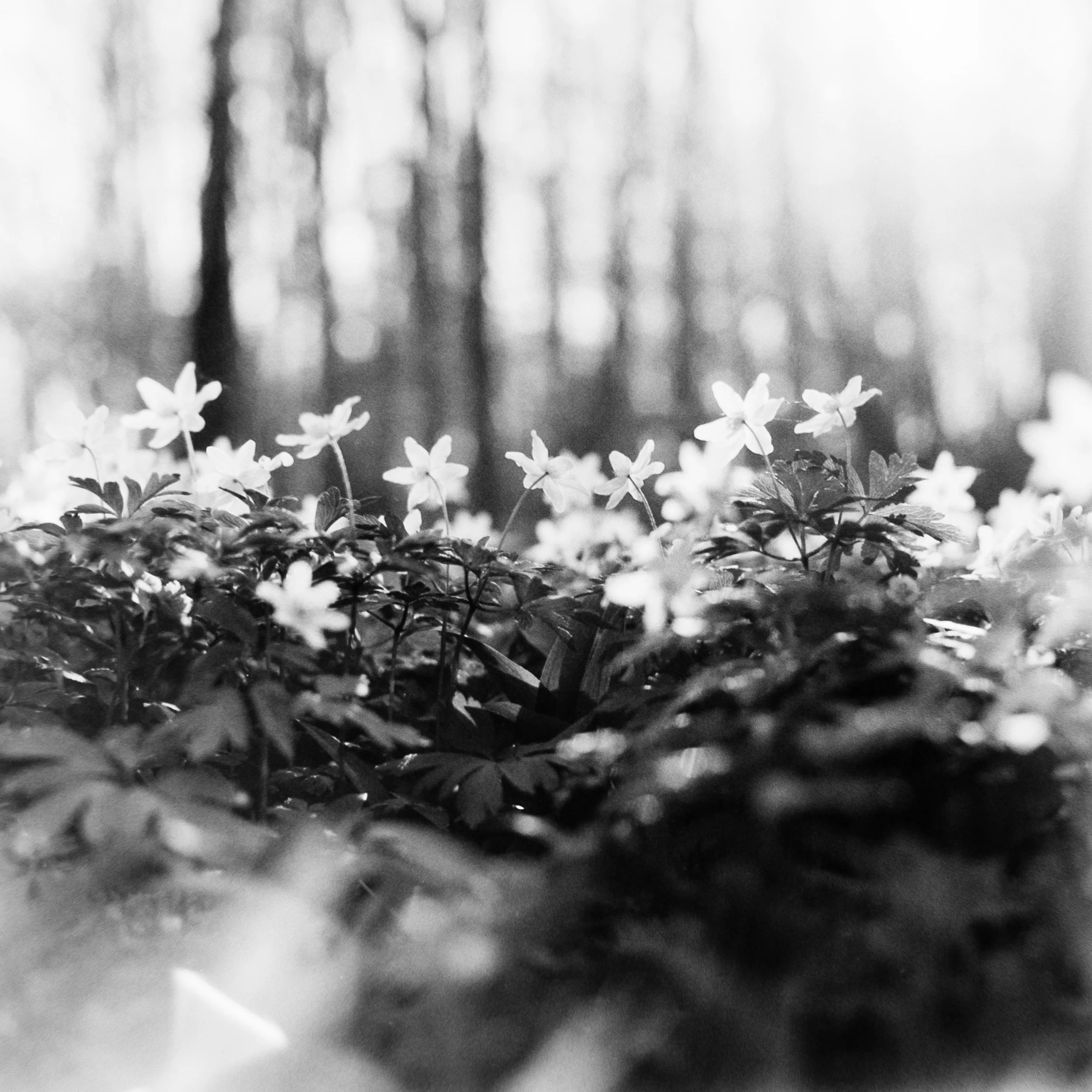 Woodland anemone, May 1 2026 (Hasselblad 500C/M, Ilford Ortho 80)