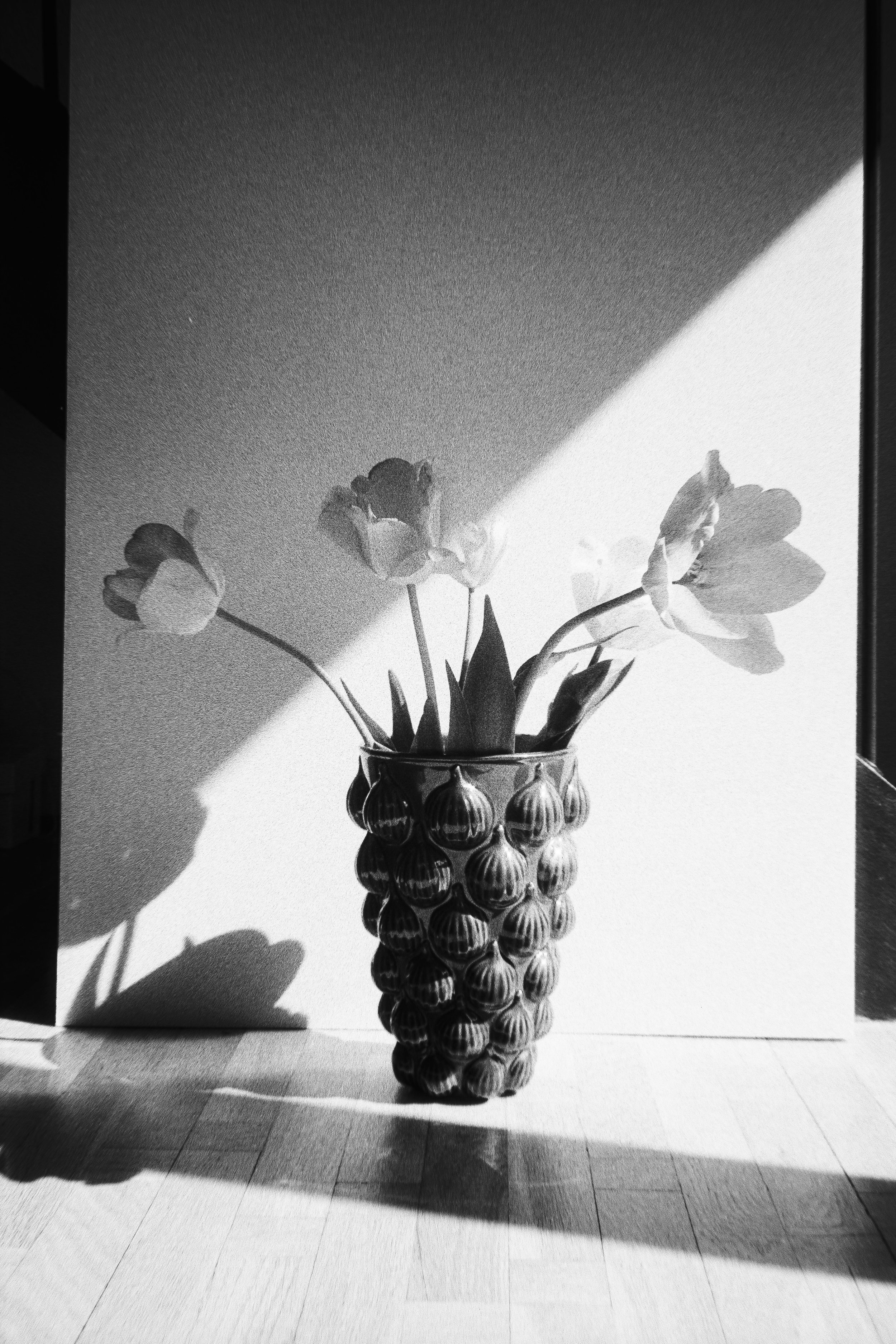 Tulips, May 20 2026 (Canon A35F, Kentmere 200)