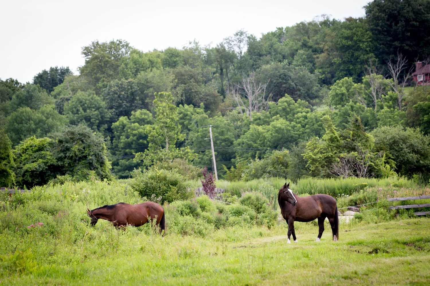 paddocks1.jpg