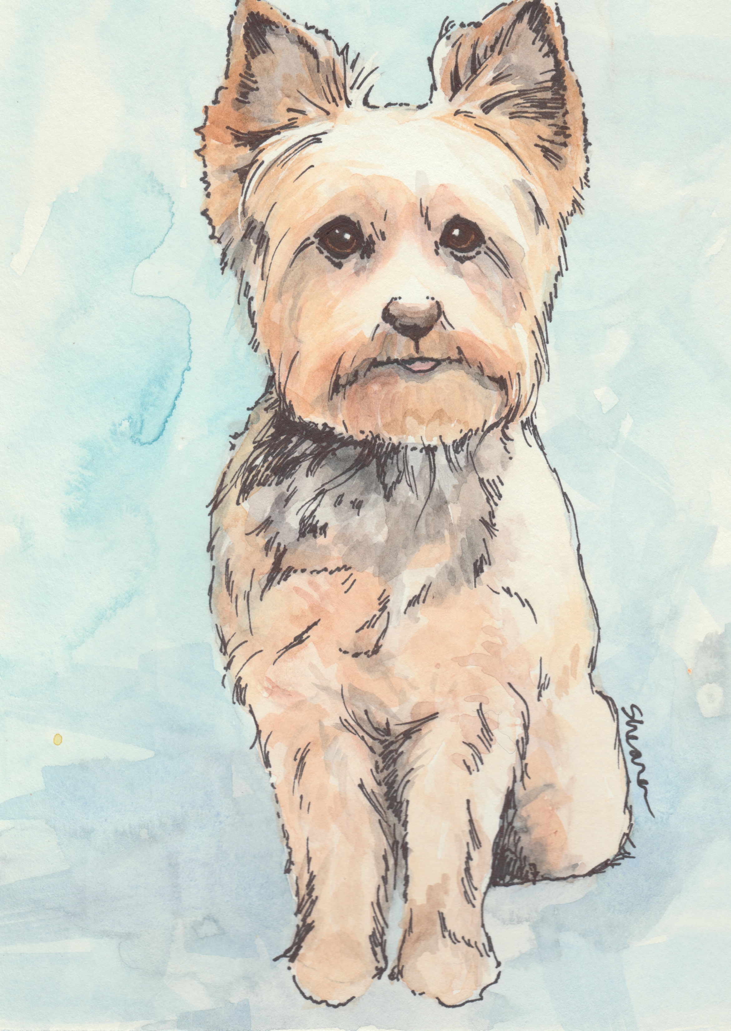 Yorkie