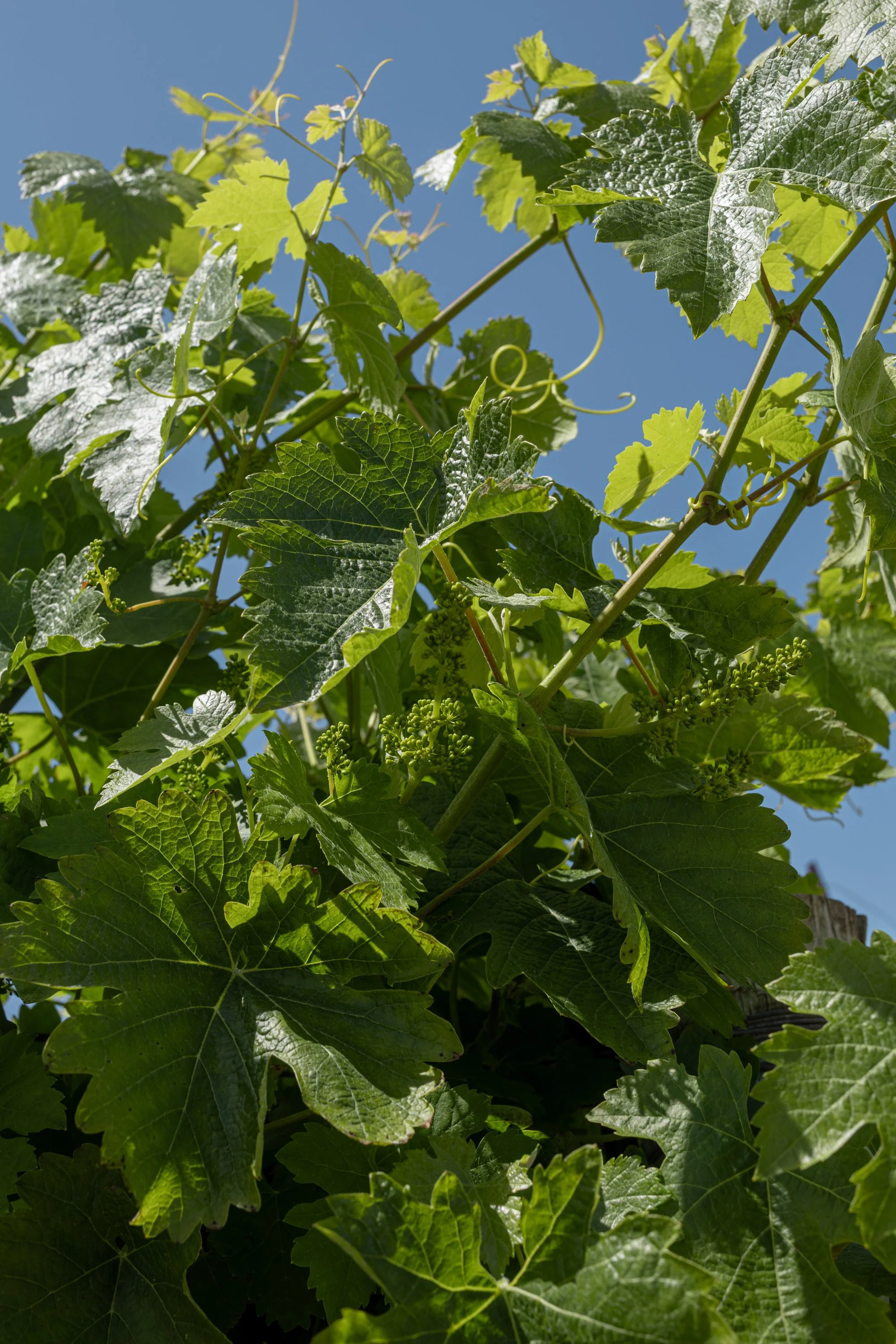 Grapestake-37.jpg