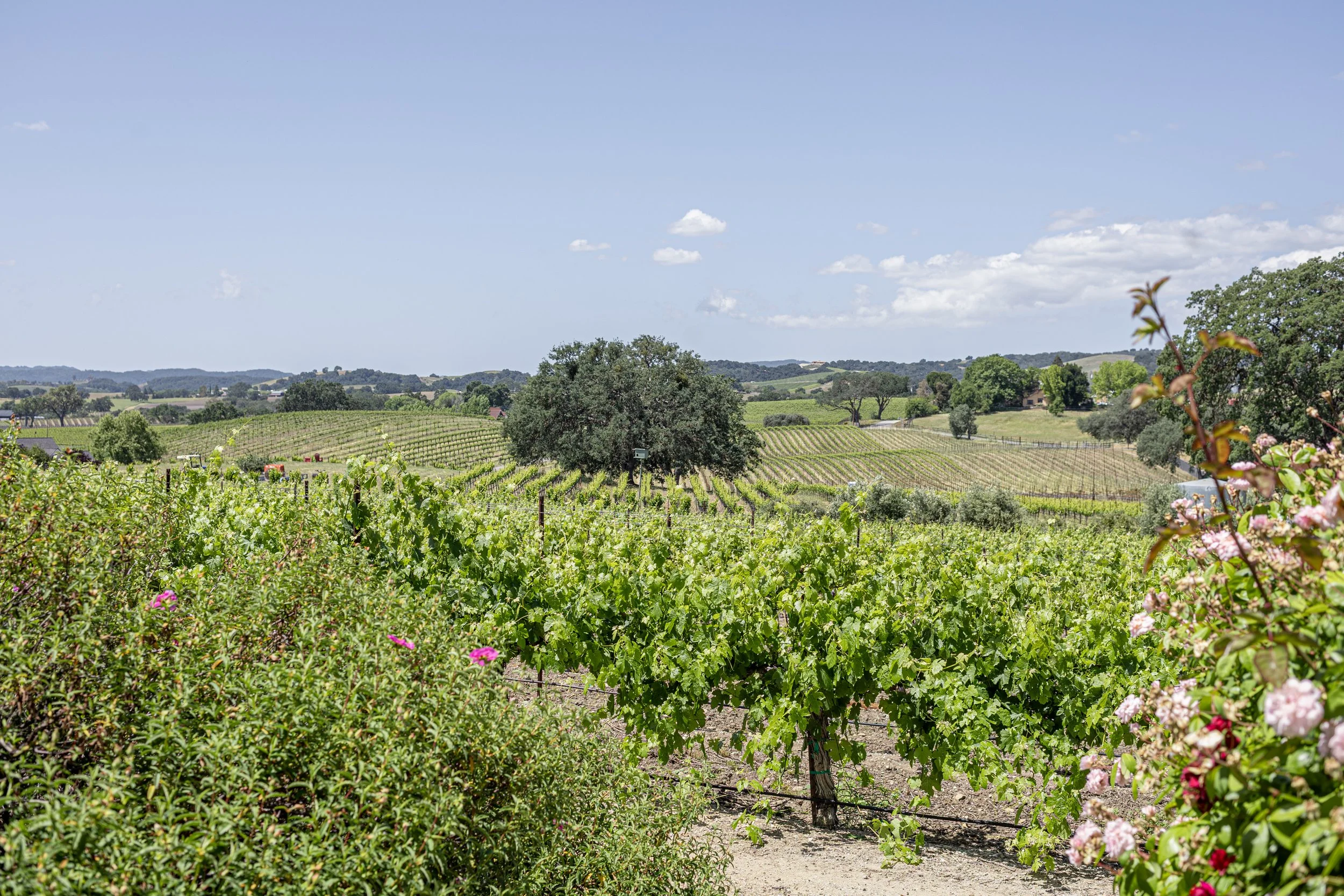 Grapestake-23.jpg