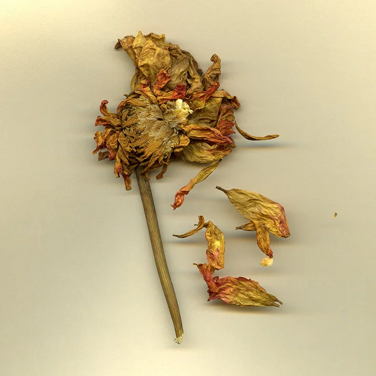 EPH25.dryflower.jpg