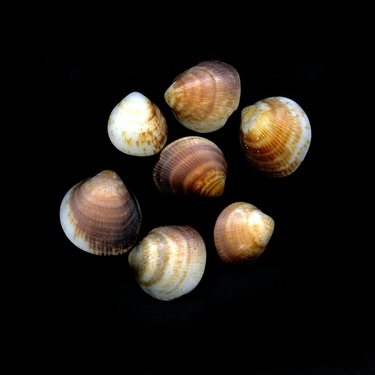 Travel Ephemera Still Life 727, Sea Shells (Israel).jpg