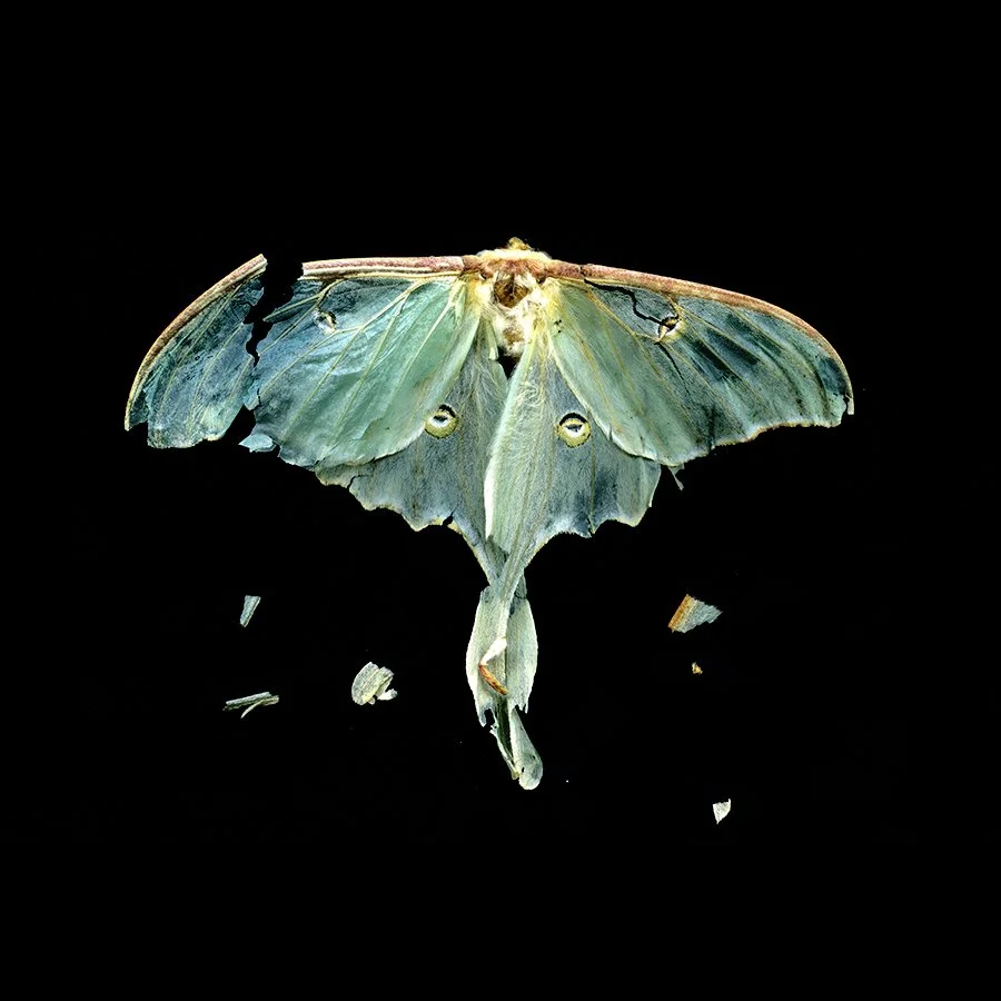 Moth001.jpg