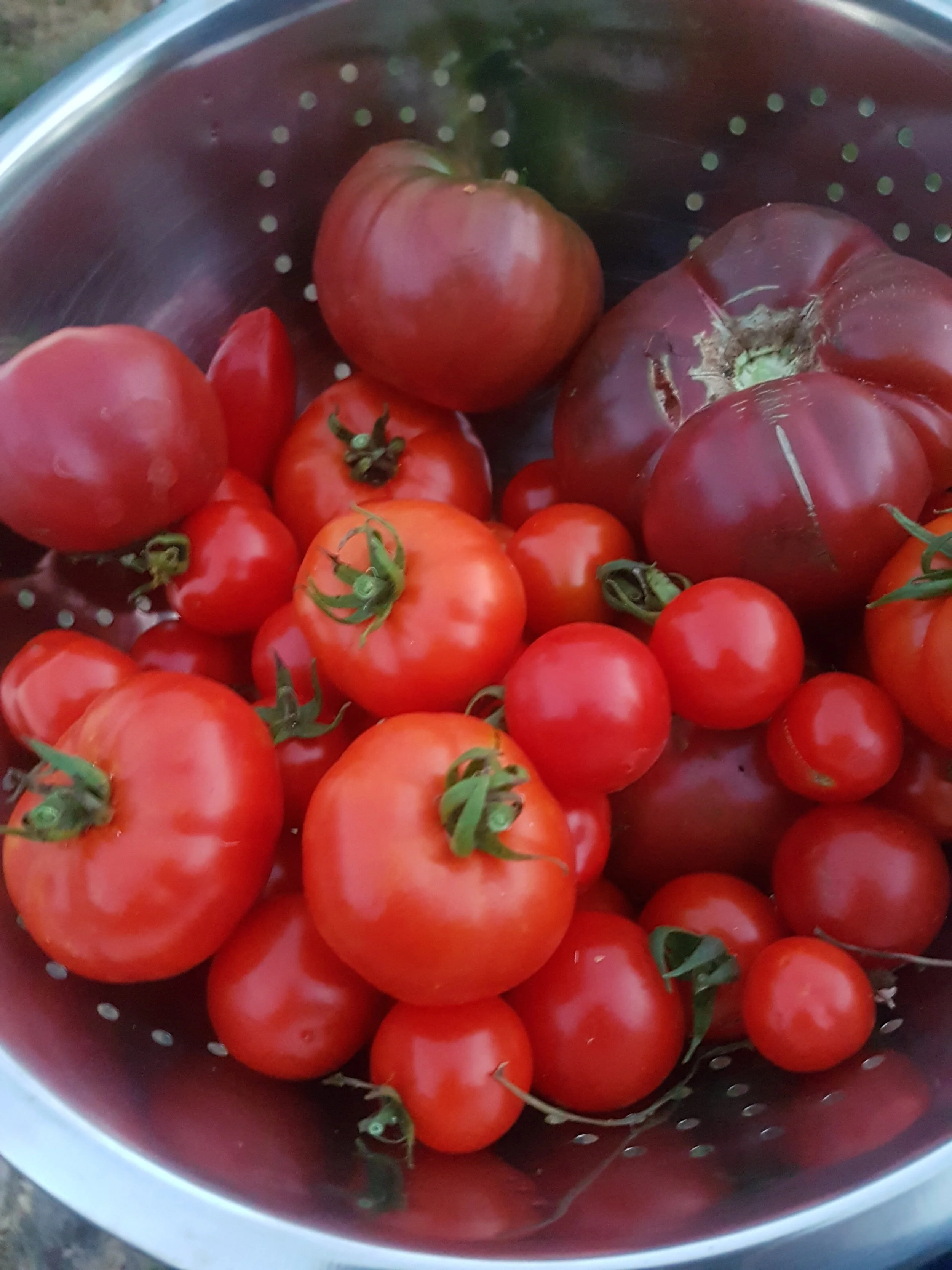 tomatoes.jpg