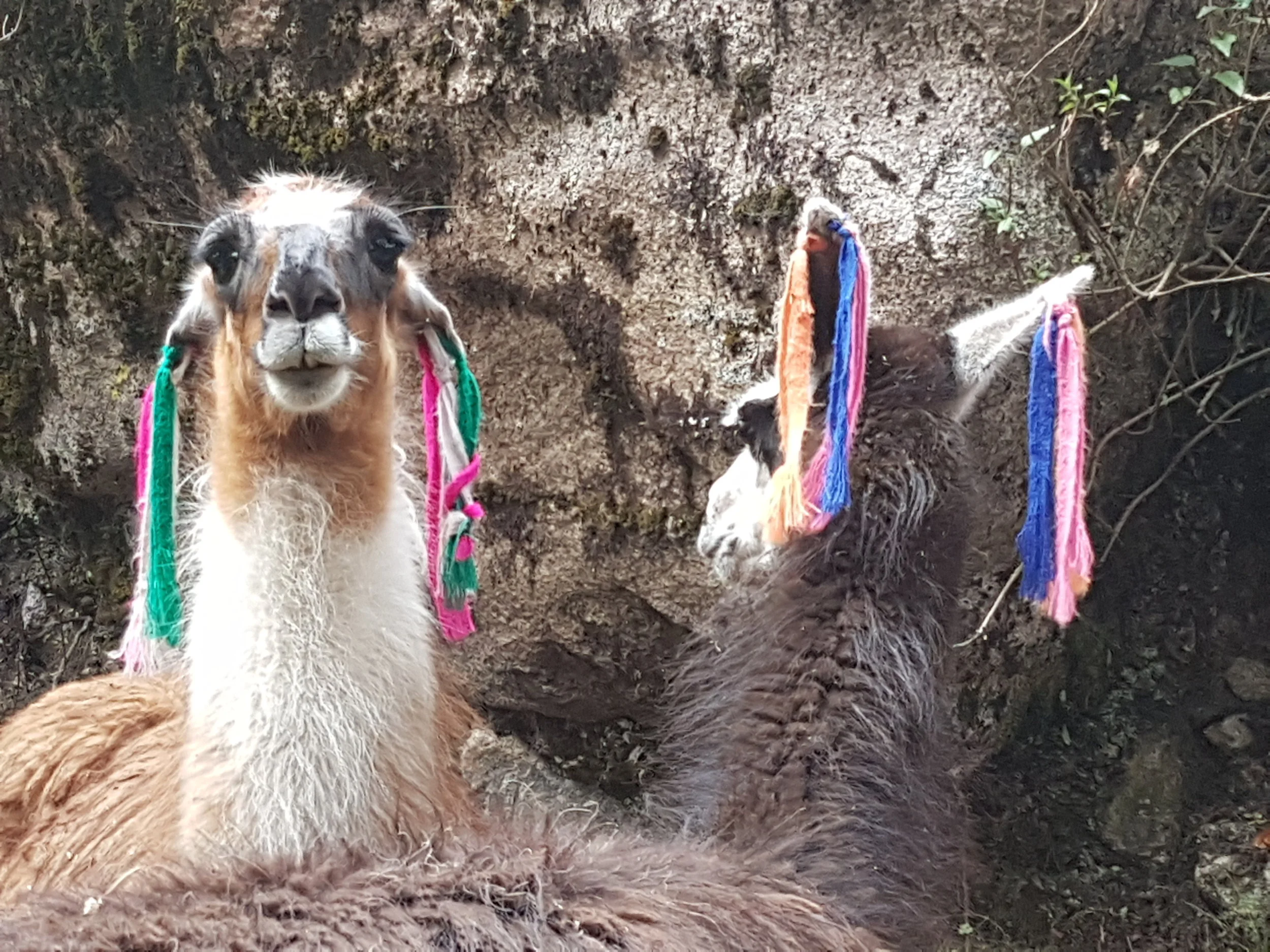 Llamas that graze the area
