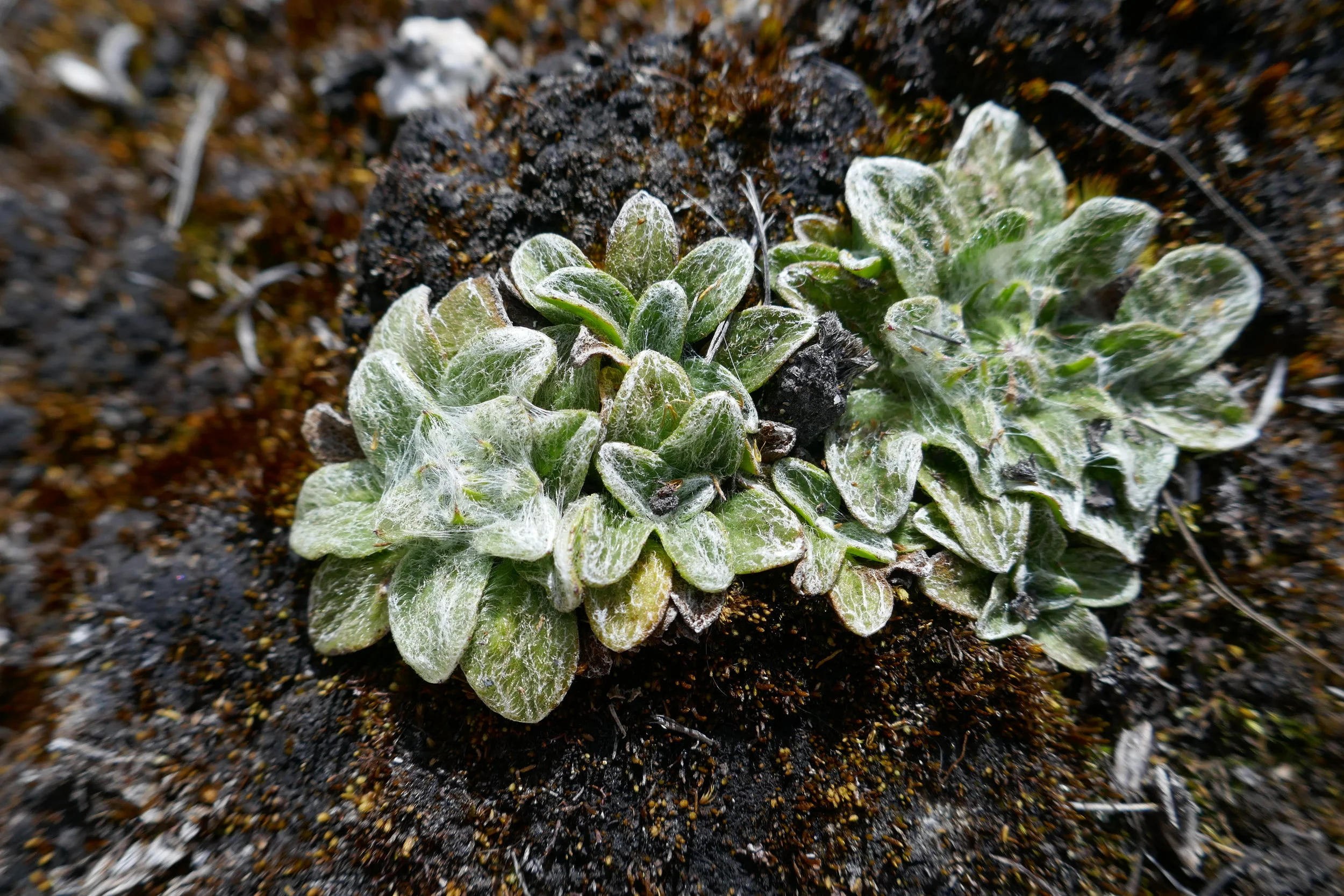 One of the delicate plants common along the trail.
