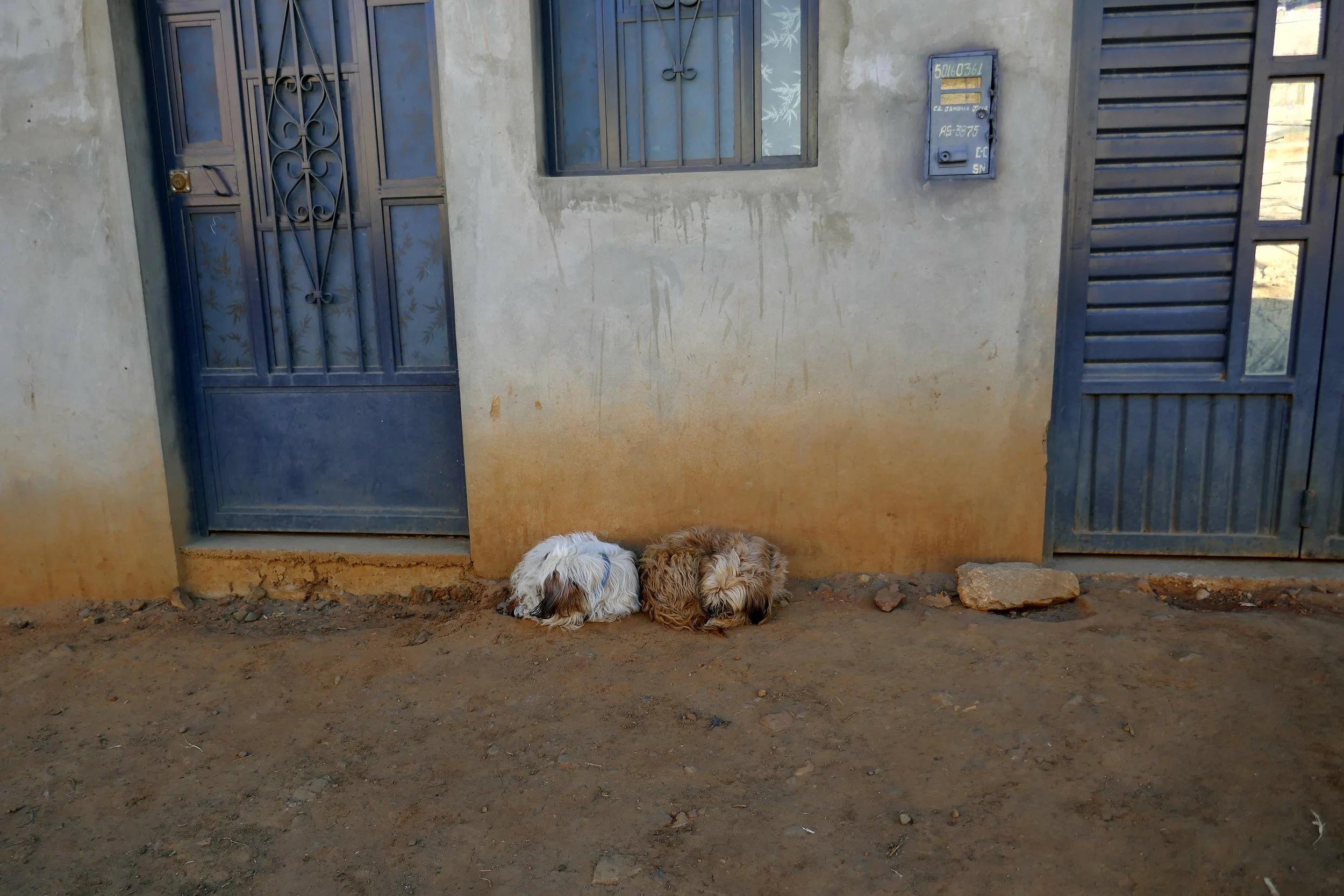 The two sleeping dogs who changed my perspective
