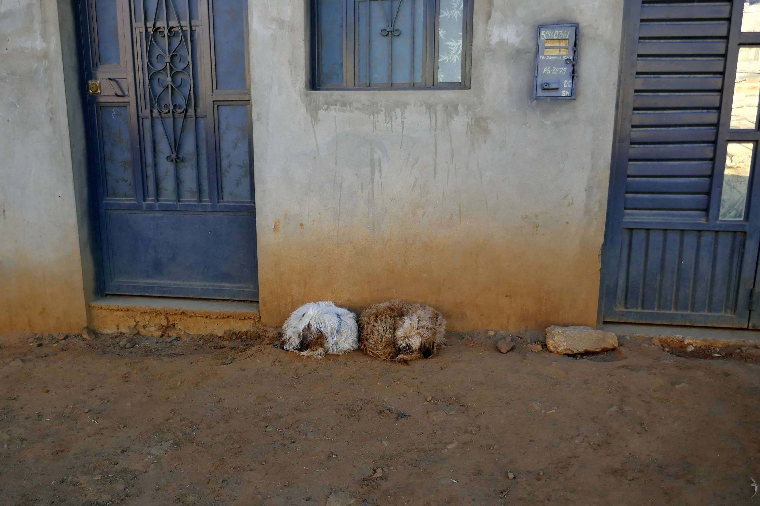 The two sleeping dogs who changed my perspective.