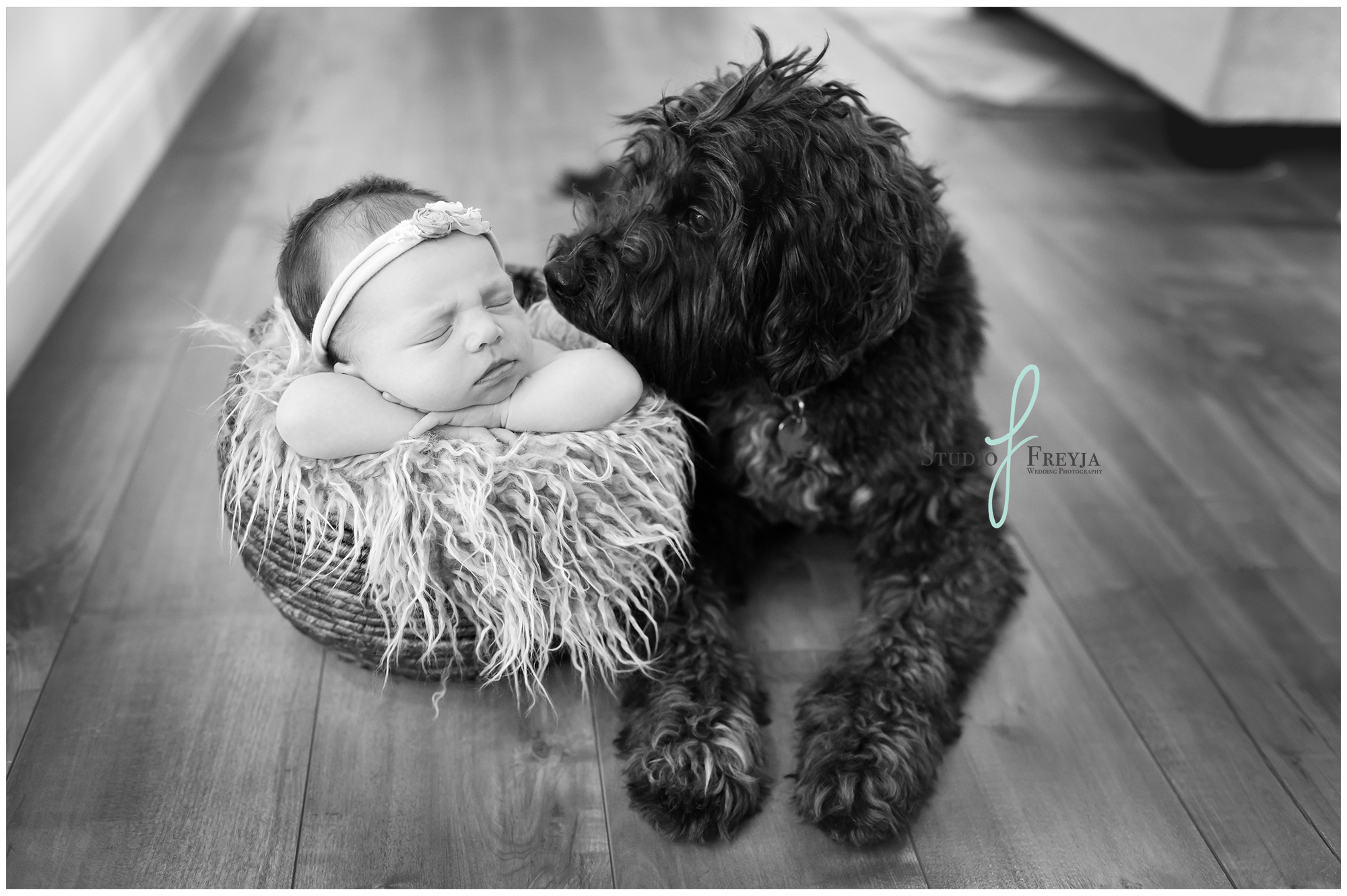 Baby Girl and her Dog during Newborn Pictures in San Diego