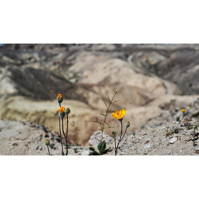 Just remember, if flowers can still bloom in the harshest of conditions so can we. Stay strong, practice empathy, we are all in this together. .
Desert Golden Poppy. Anza Borrego. March 2020.
.
I&rsquo;m back from the West Coast, still self quarantin
