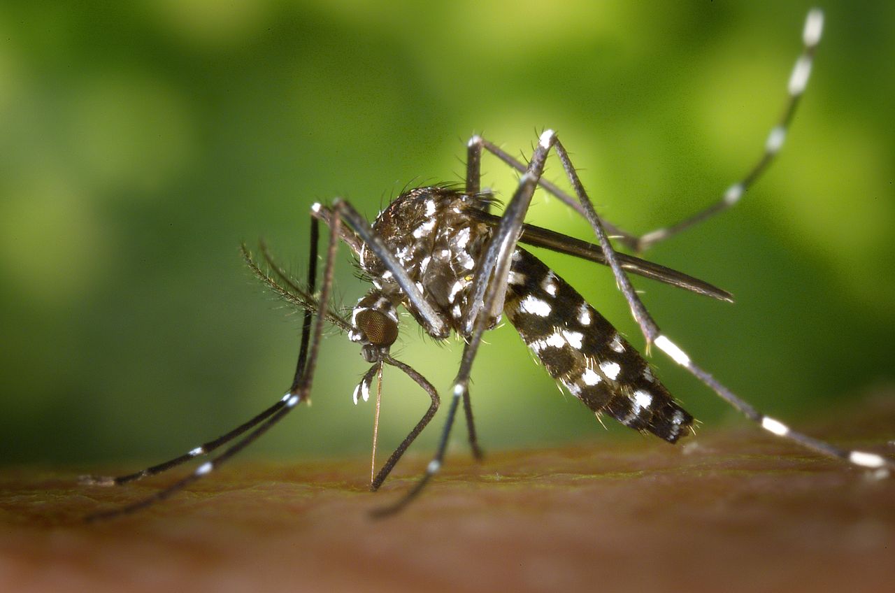 Aedes-albopictus-CDC.jpg