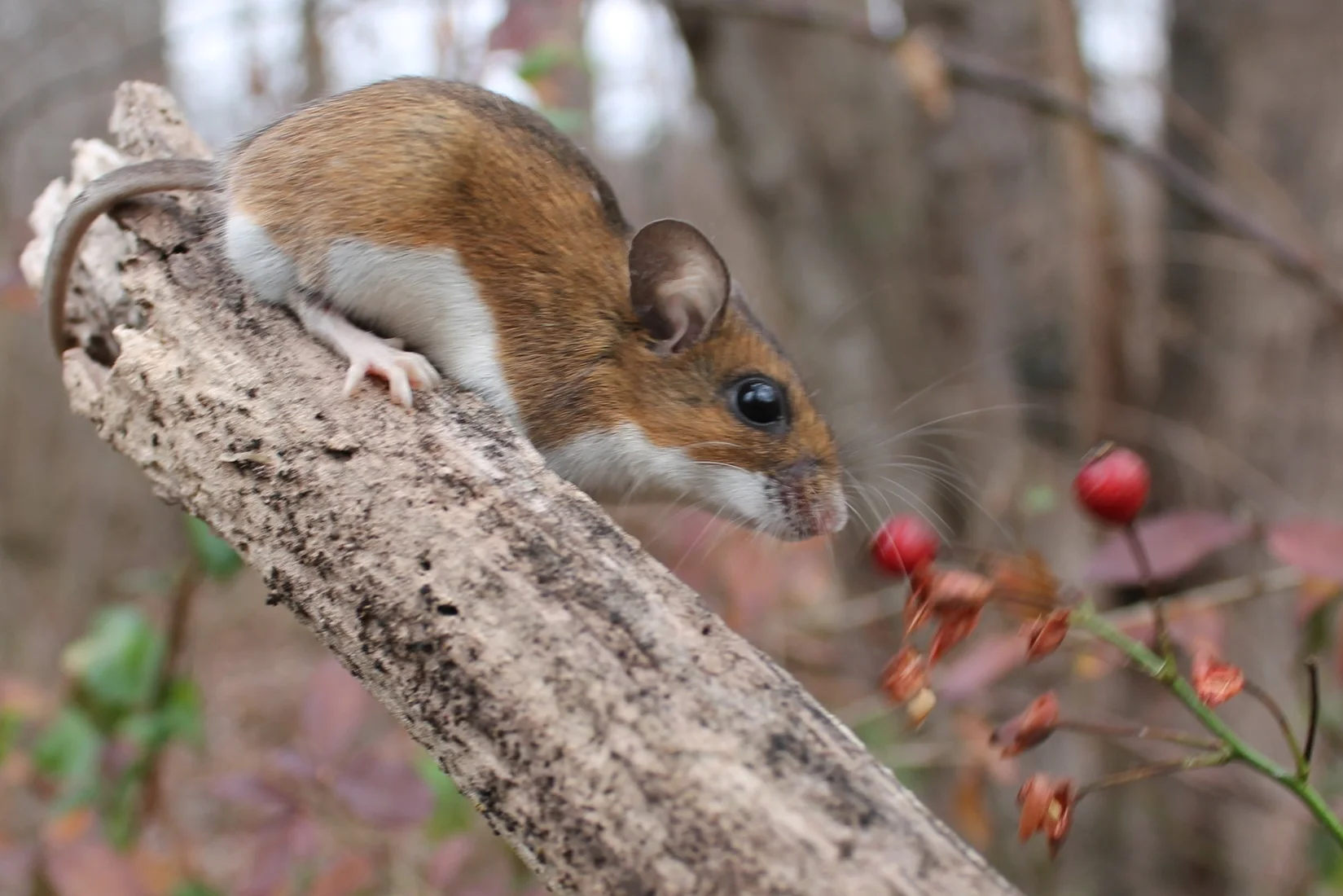 Peromyscus and rose MCR.JPG