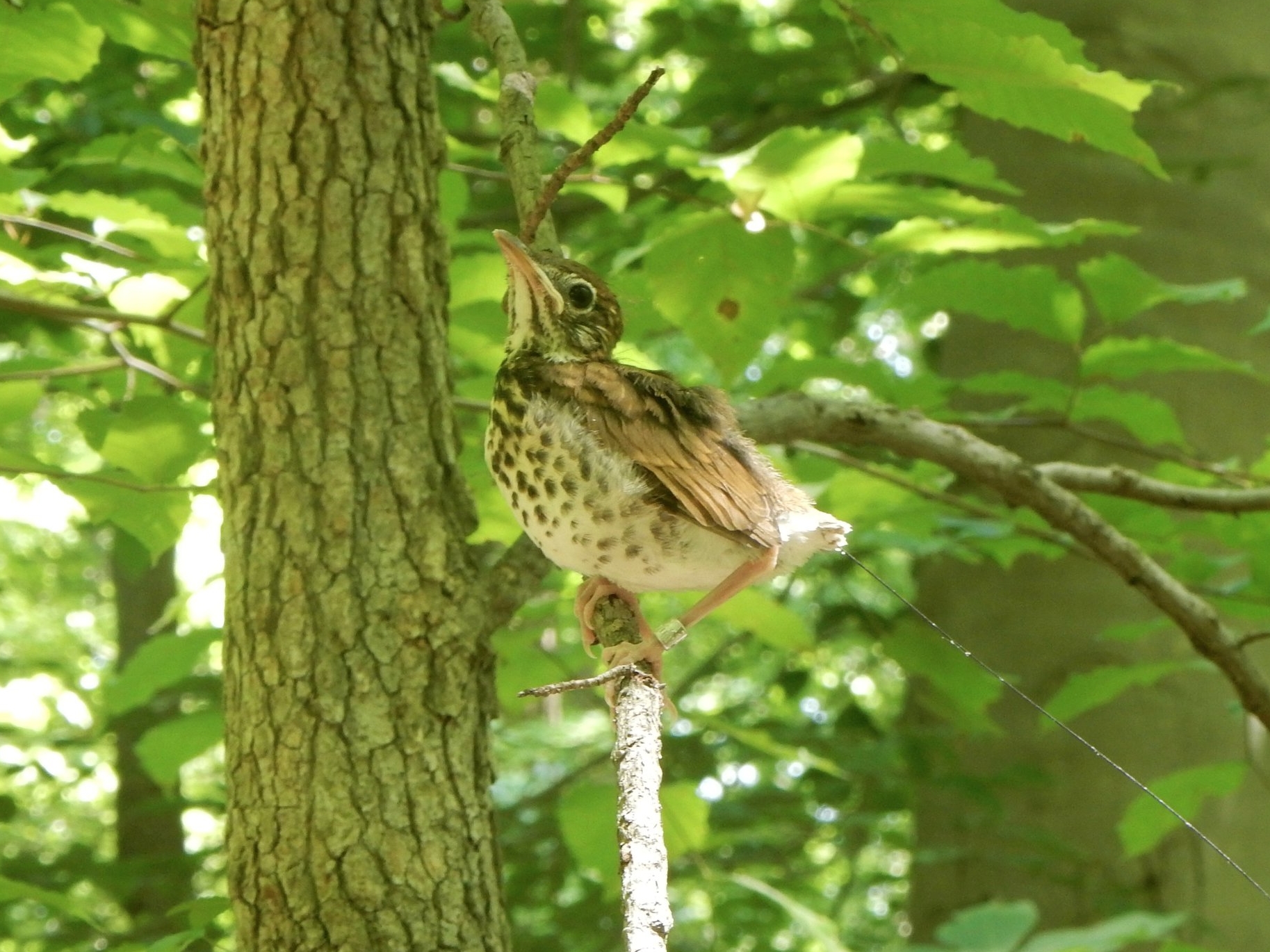 IH2 41701 or 02 6.4.14, day2.JPG