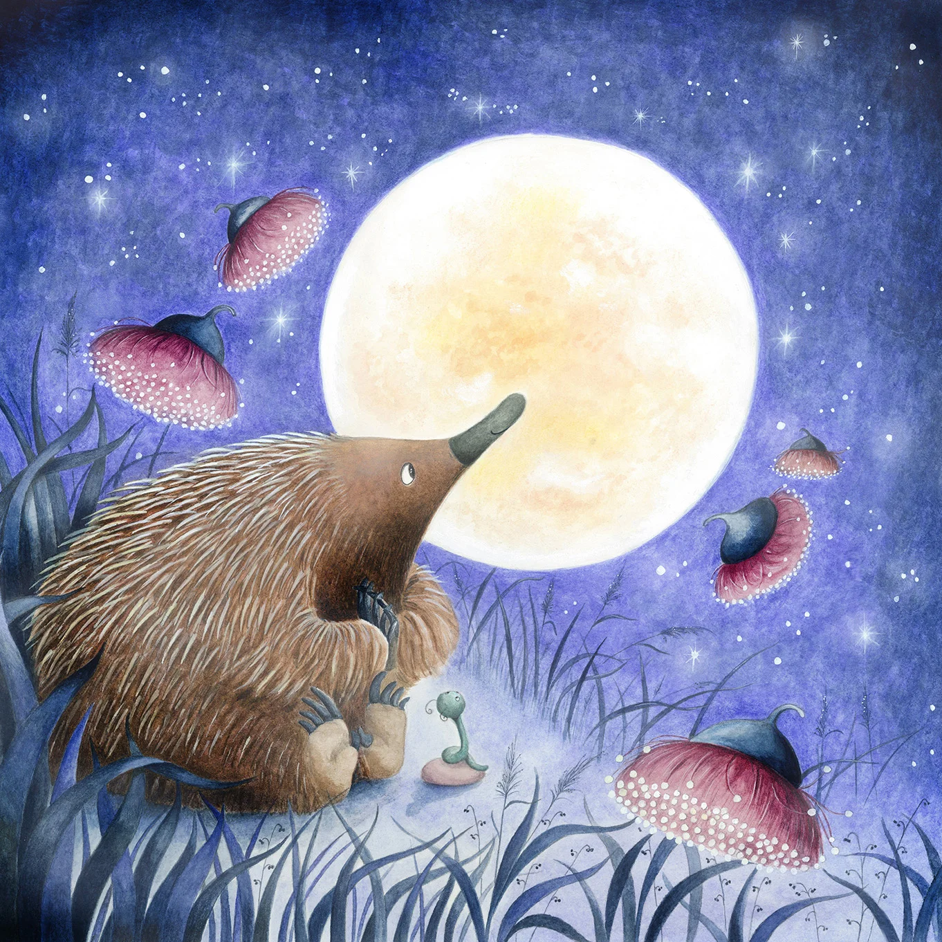 Echidna cover ws.jpg