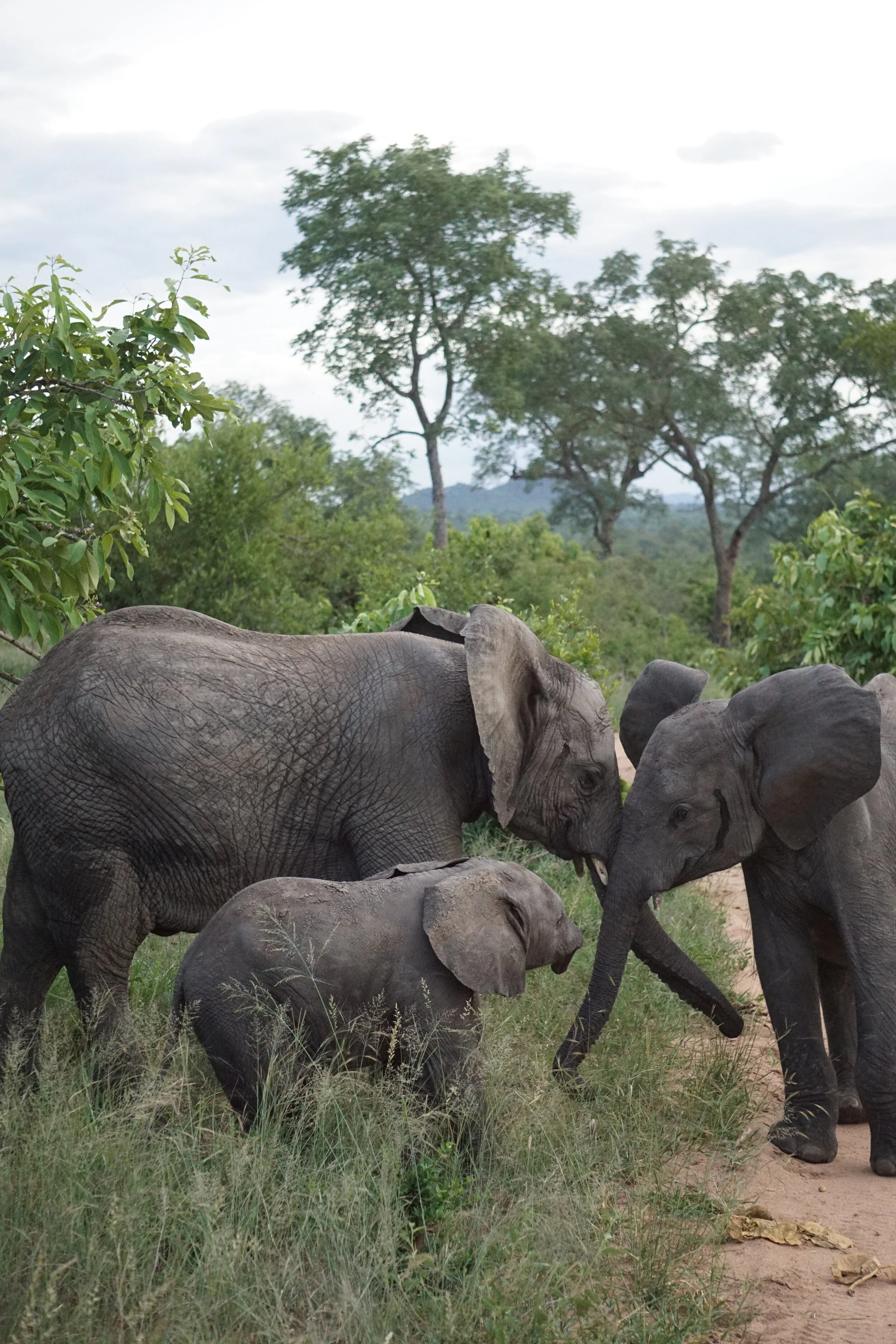 A typical day on Safari
